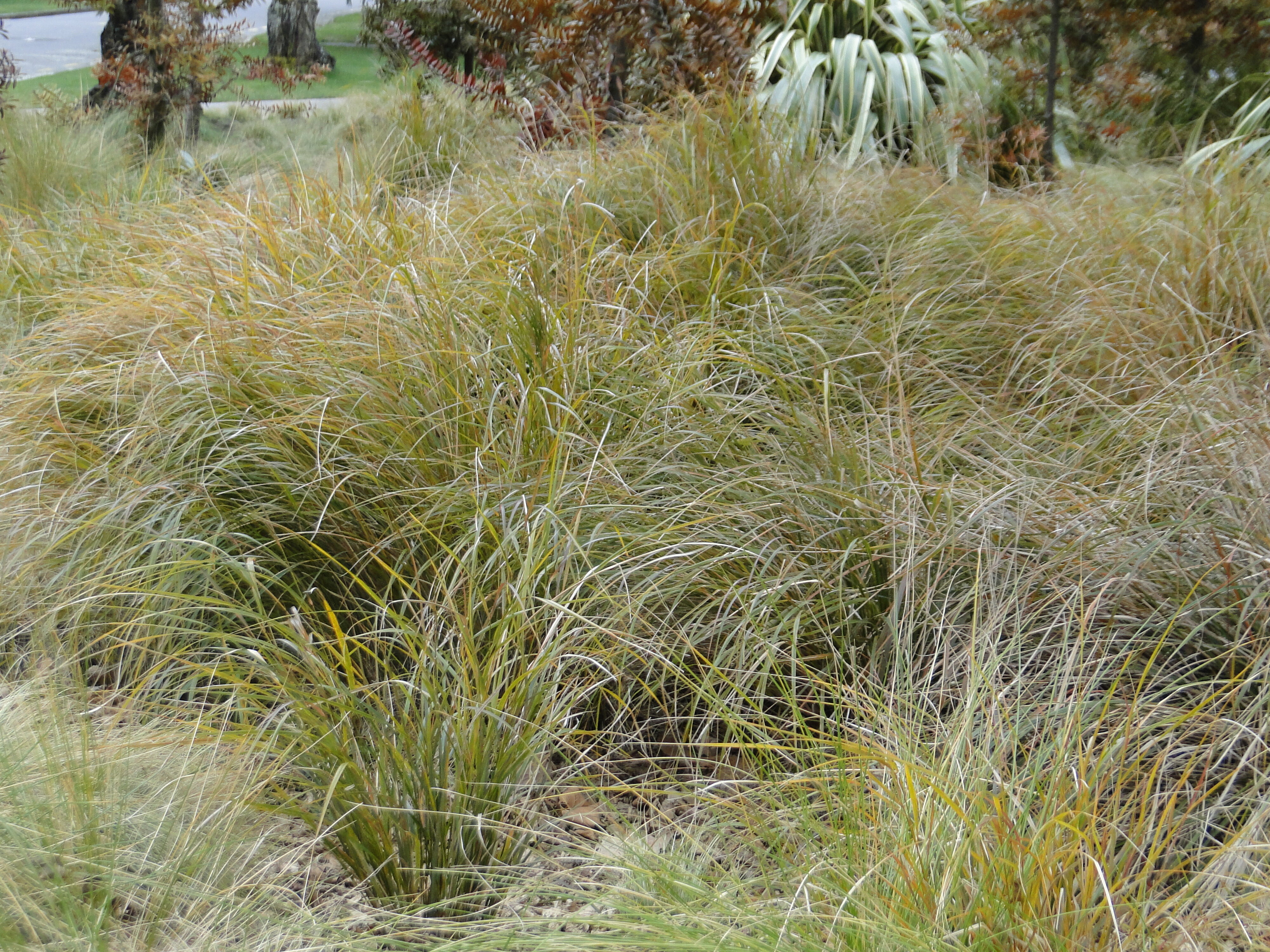 Anemanthele lessoniana 3