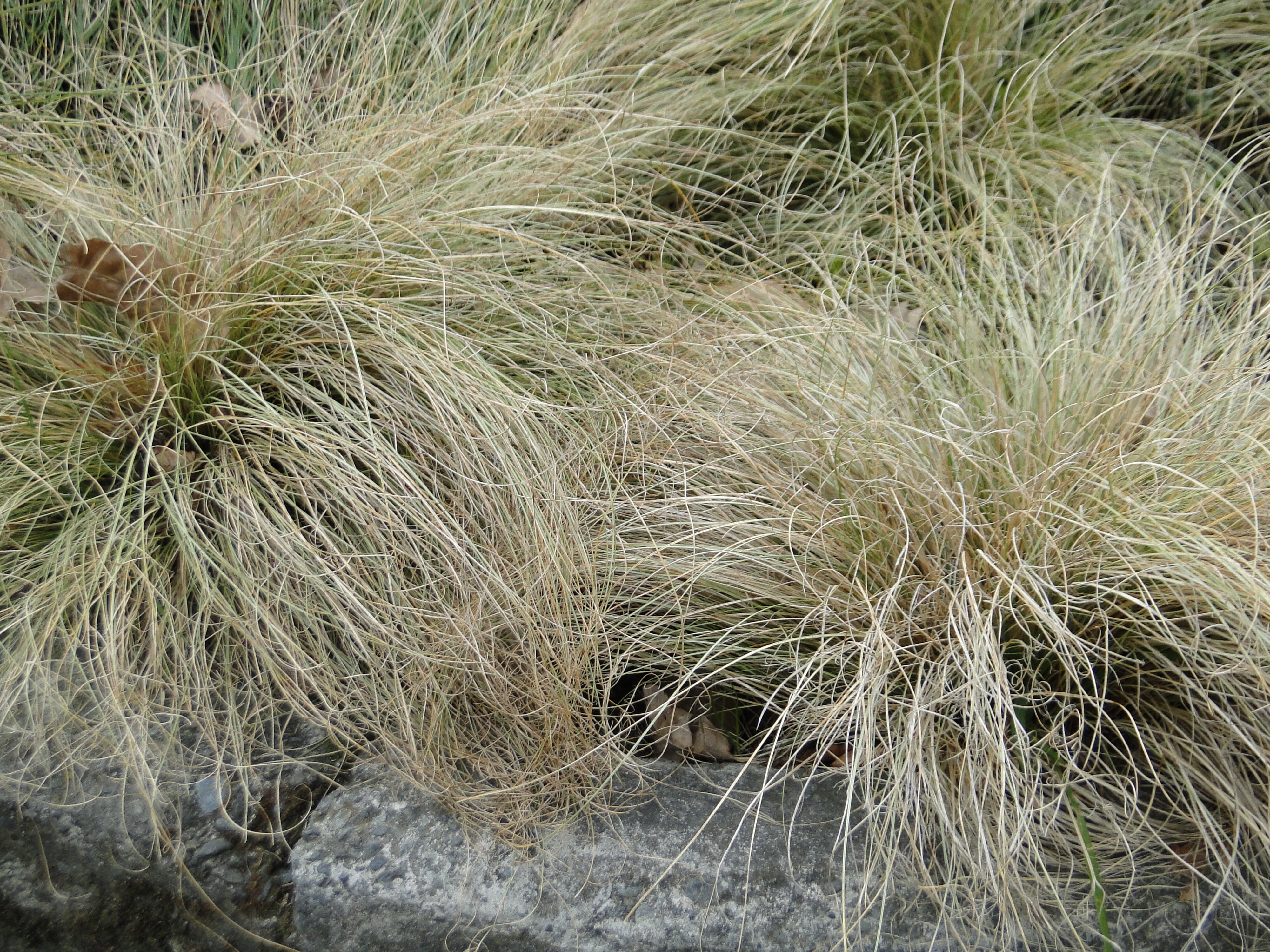Carex comans 2