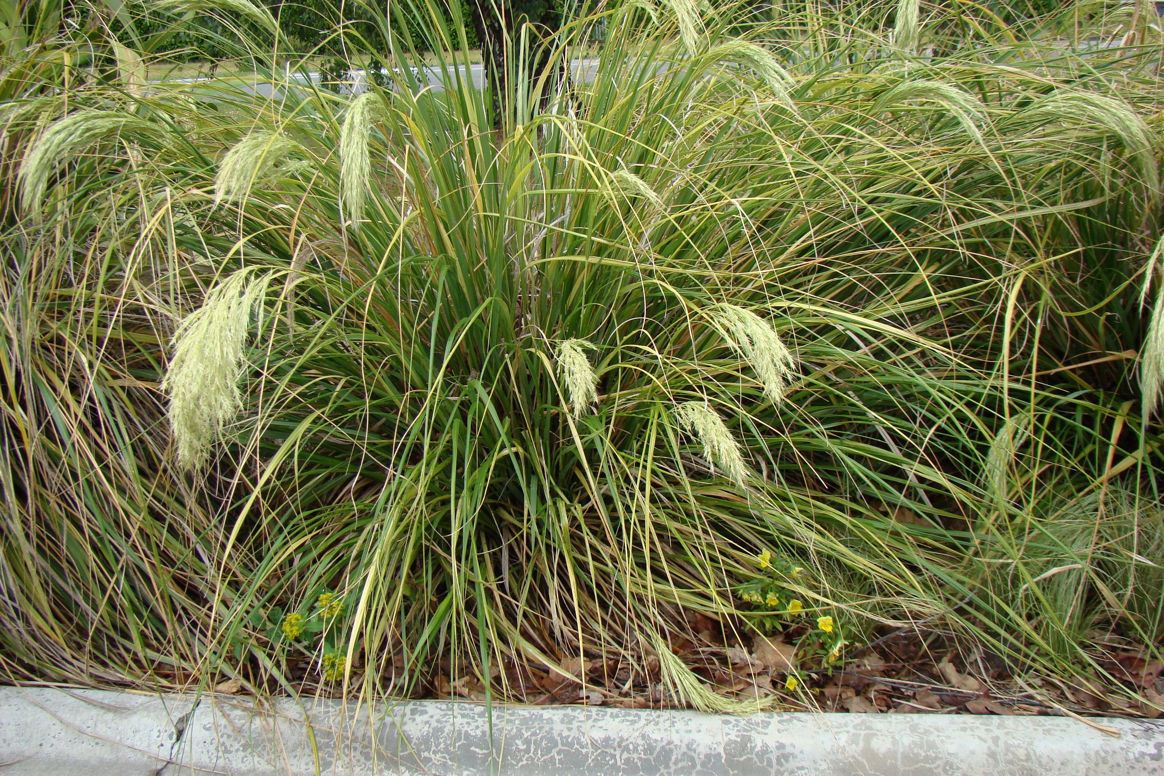 Chionocloa flavicans 2