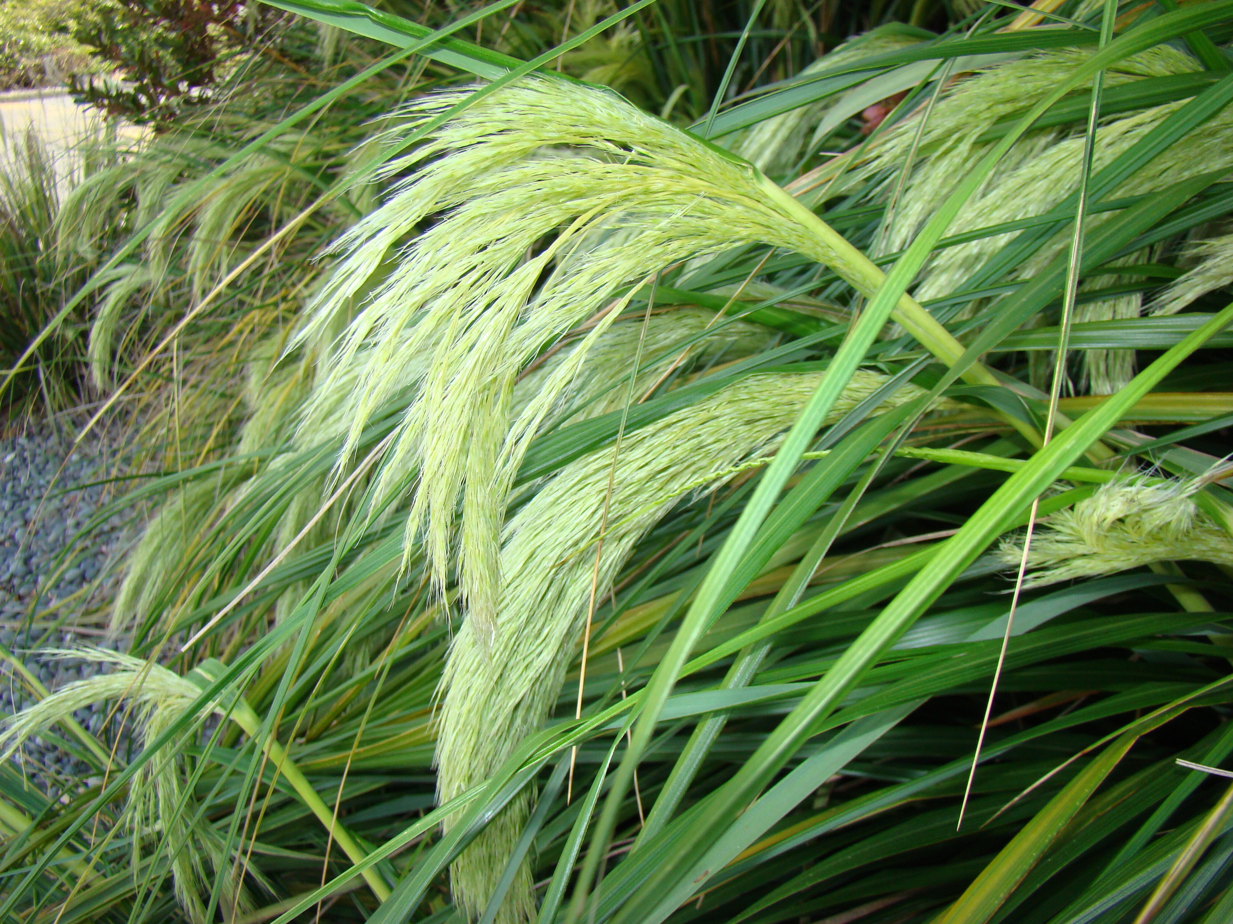 Chionocloa flavicans 3