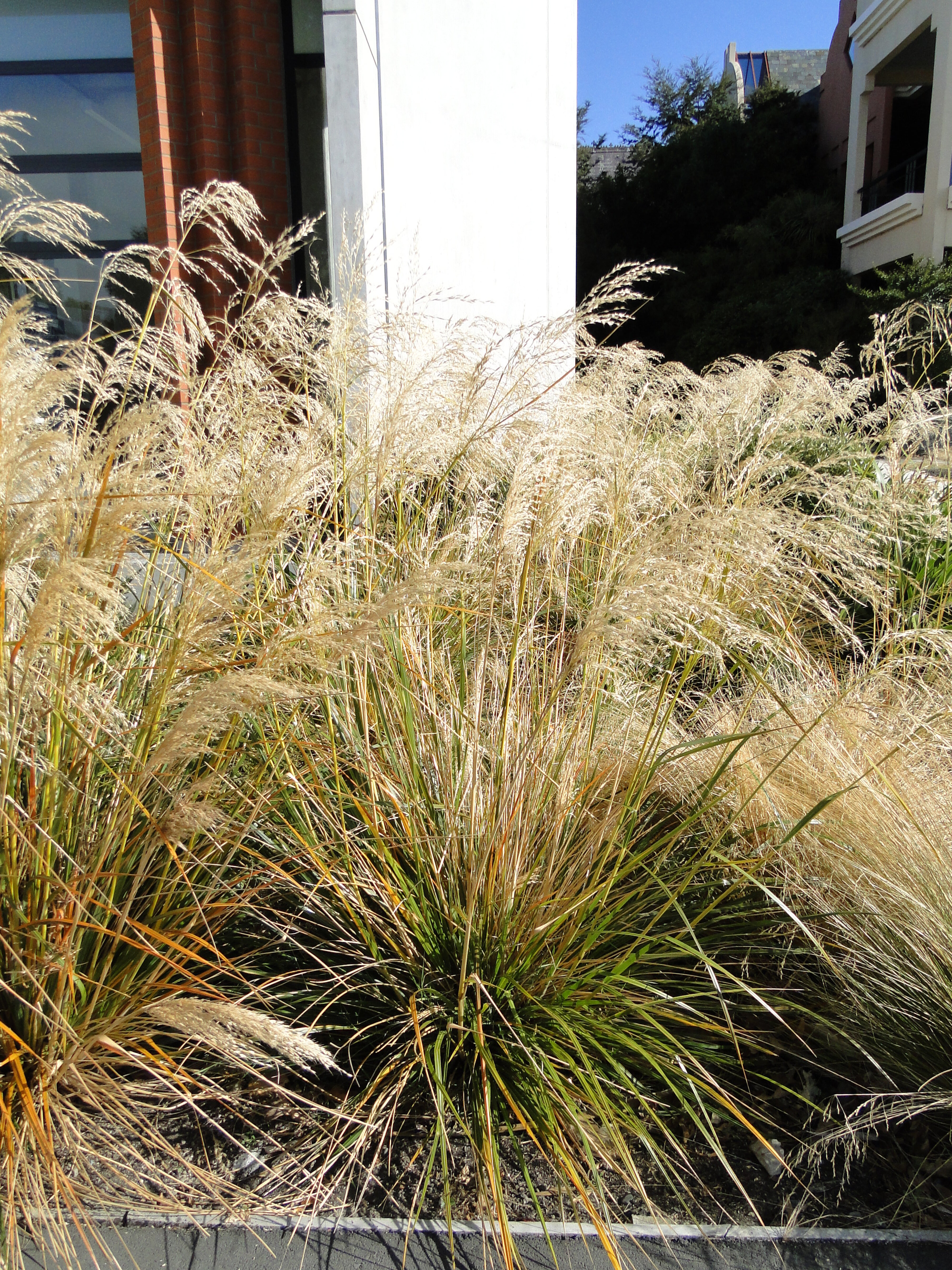 Cortaderia richardii