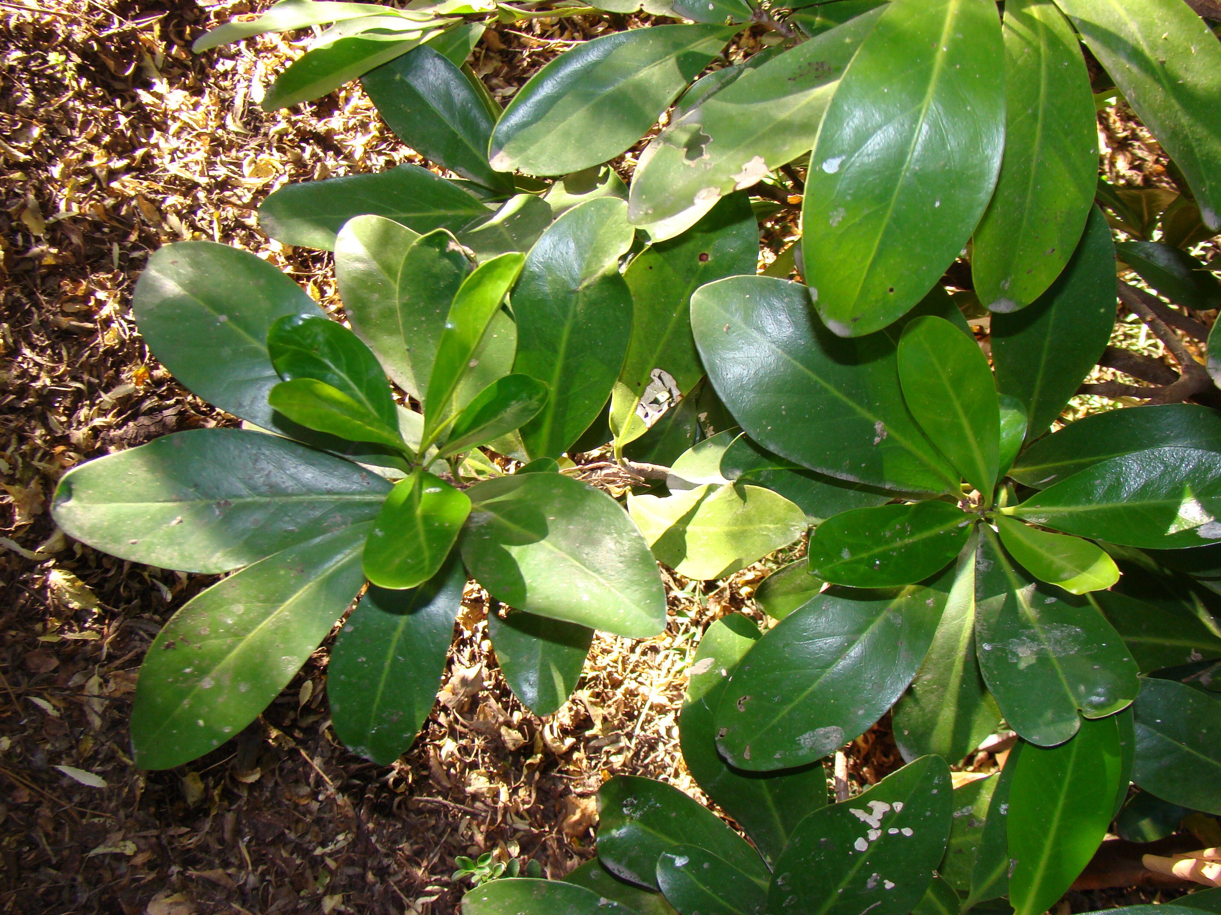 Corynocarpus laevigatus 1