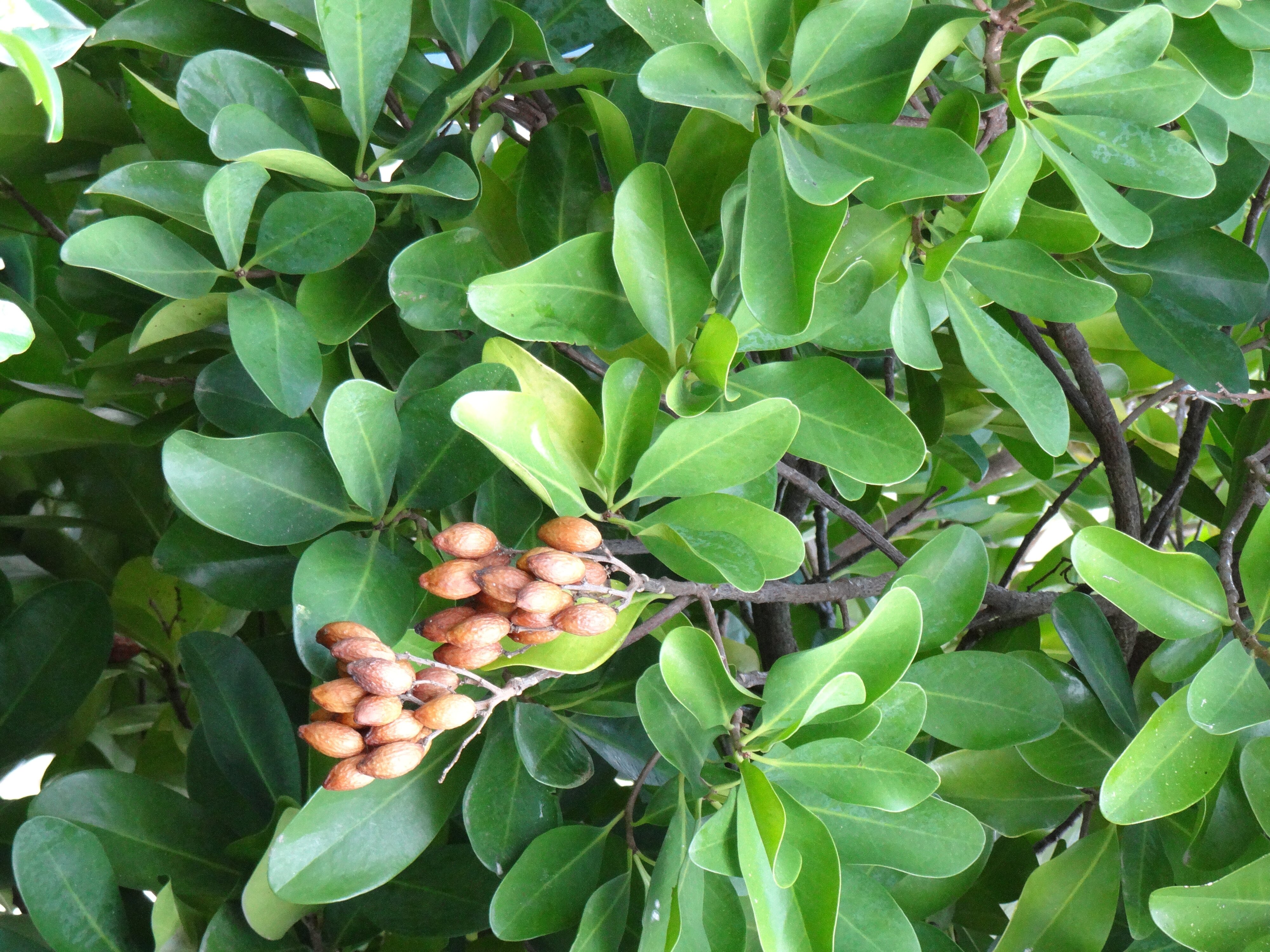 Corynocarpus laevigatus 2
