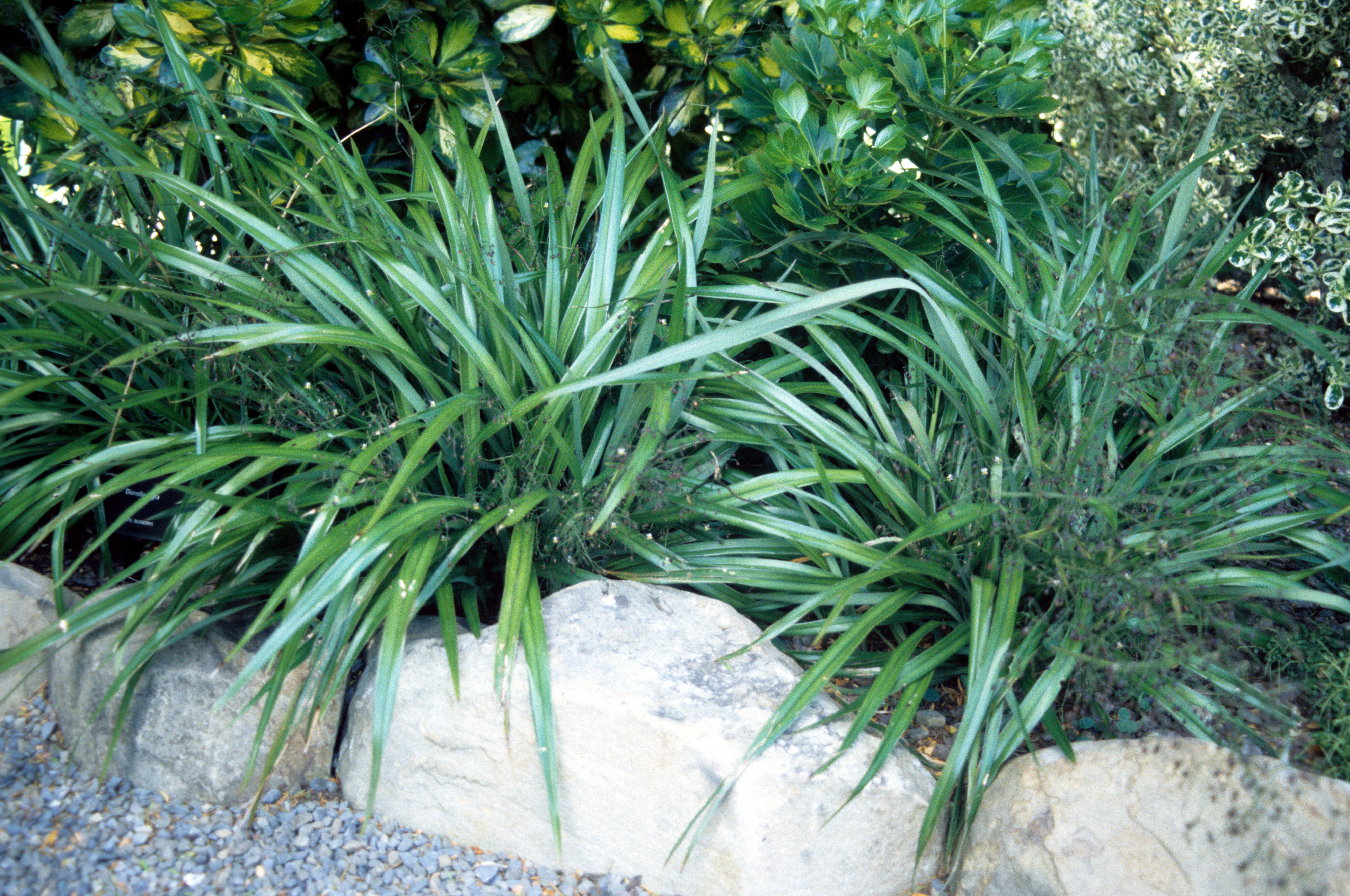 Dianella nigra 1