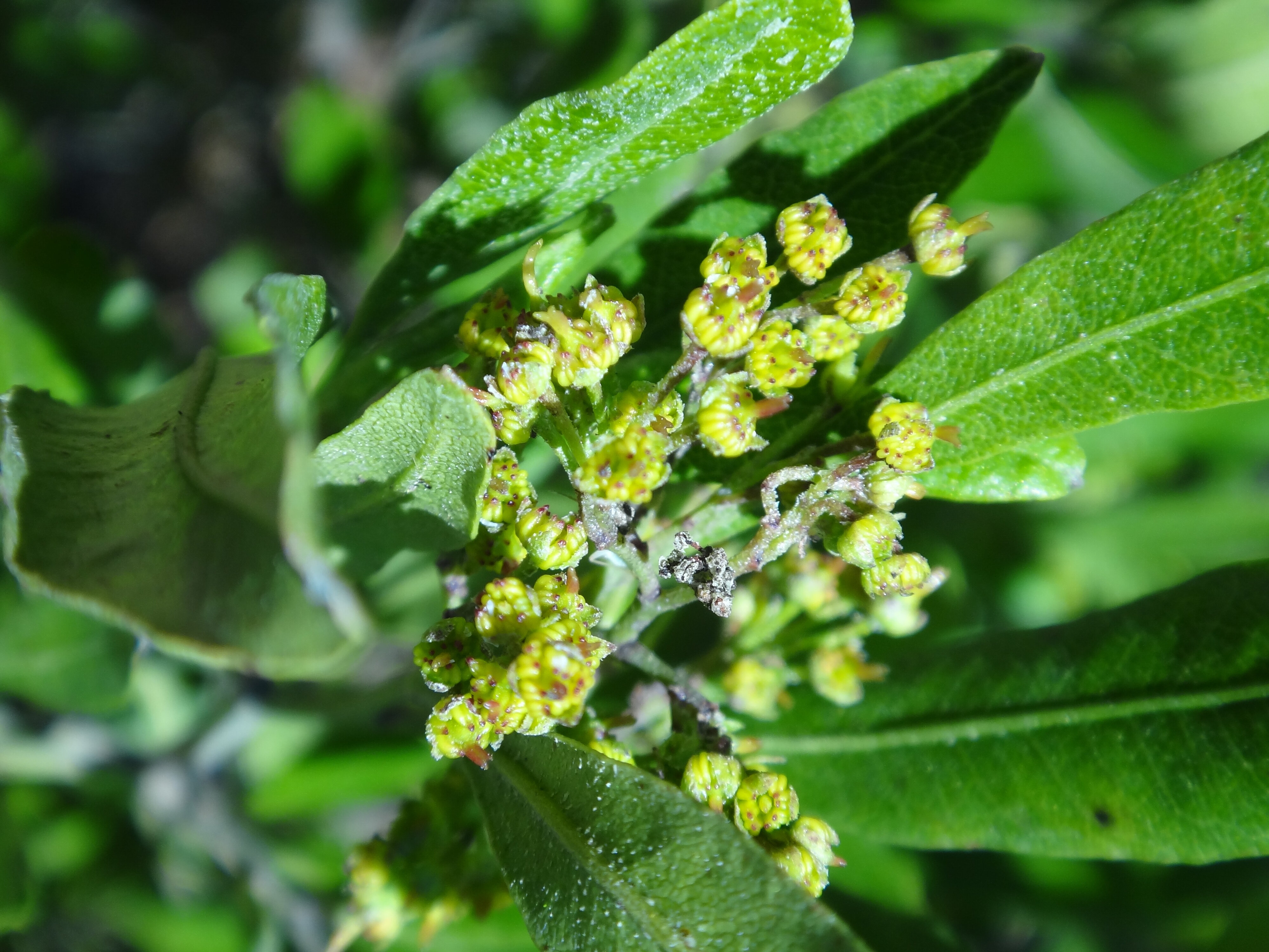 Dodonaea viscosa 1