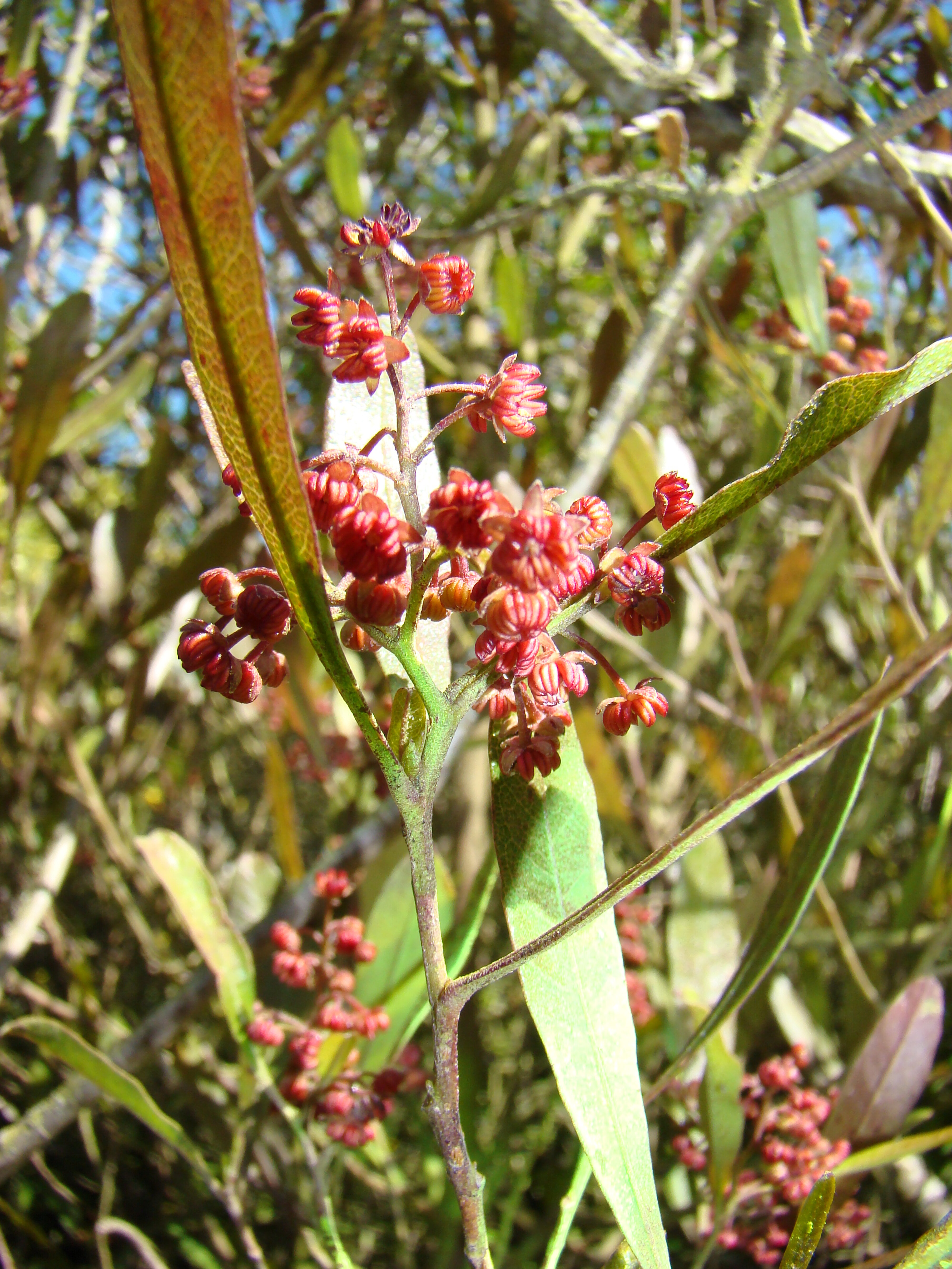 Dodonaea viscosa 2