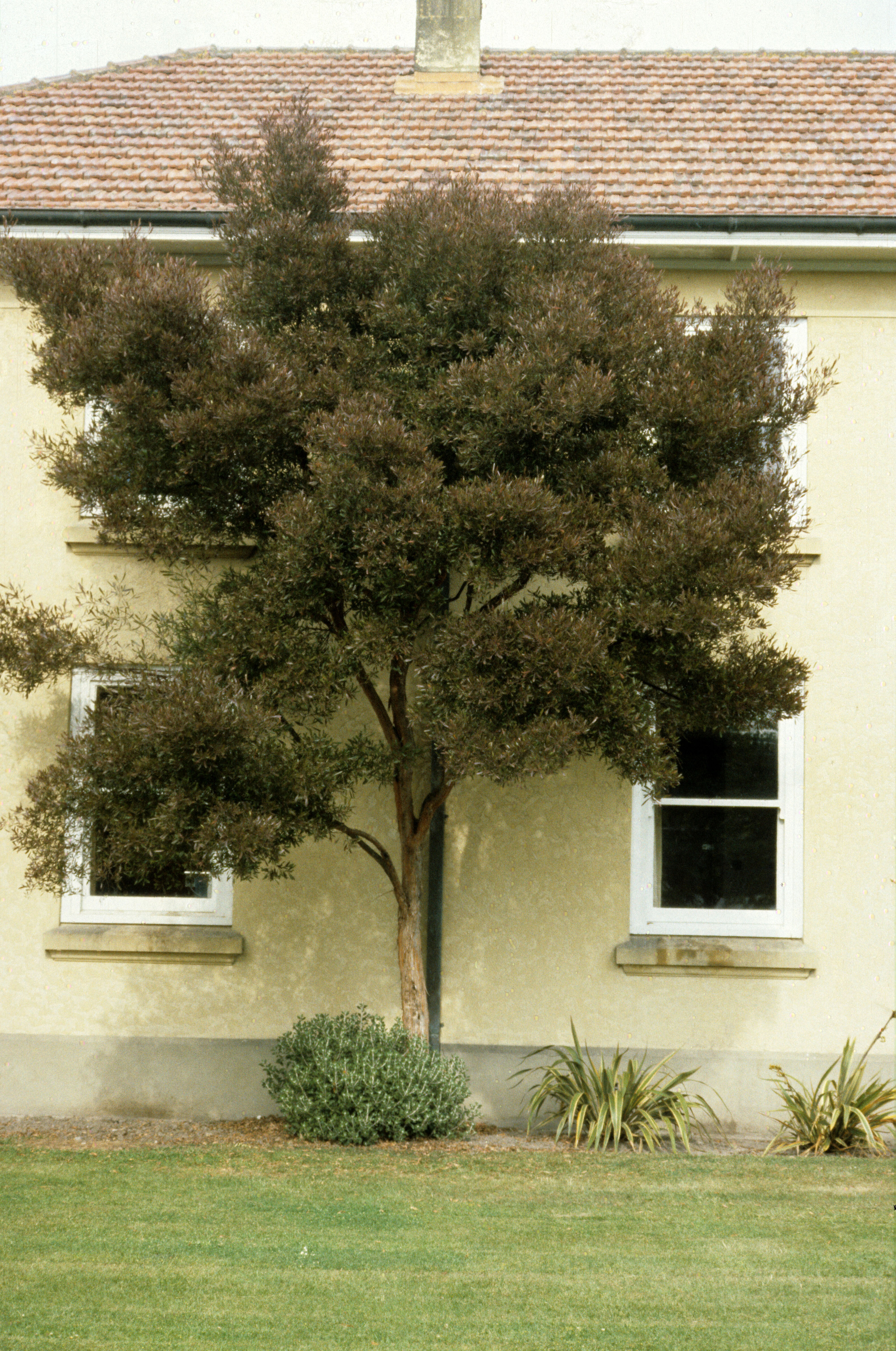 Dodonaea viscosa Purpurea 1