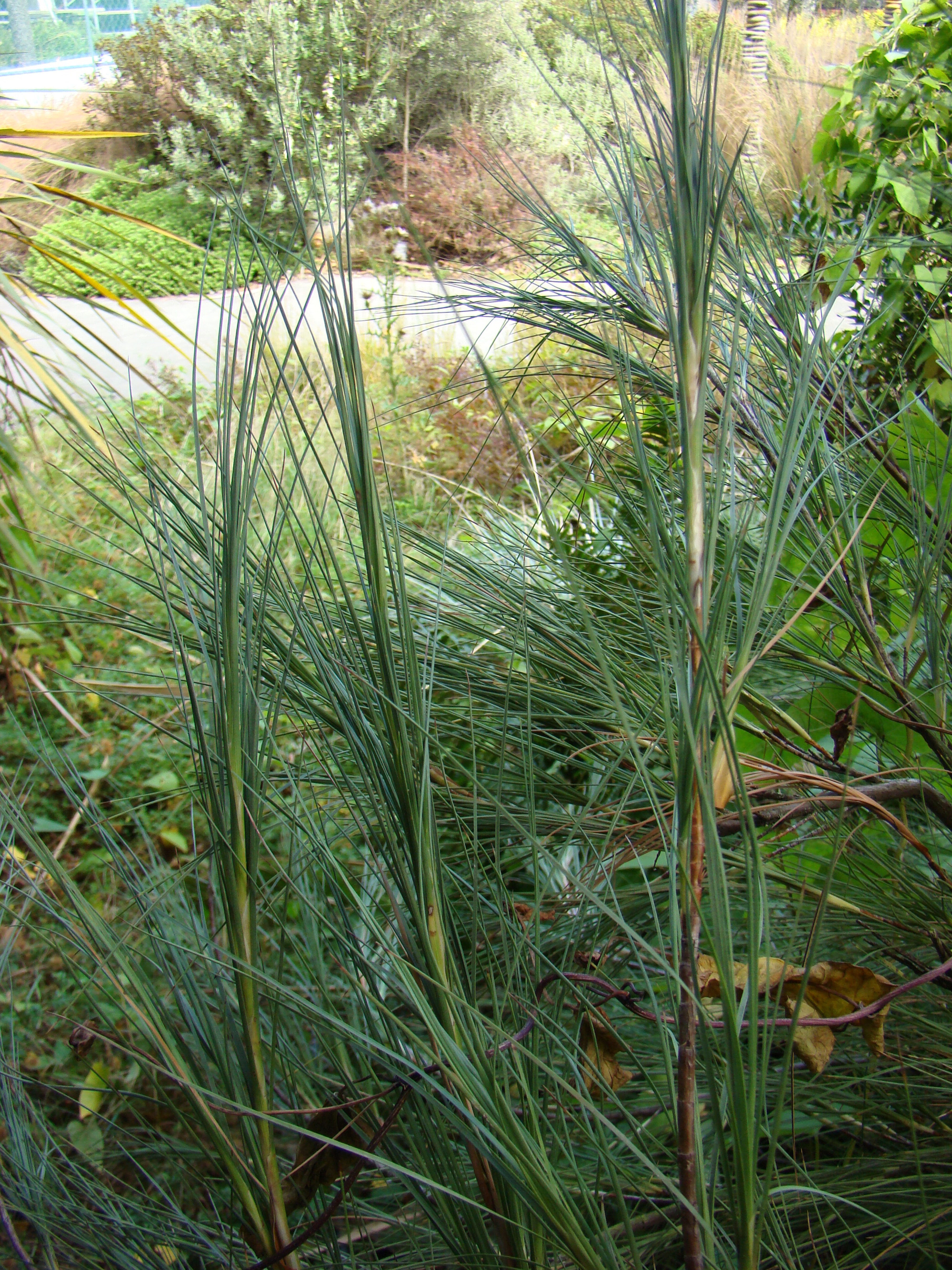 Dracophyllum 1
