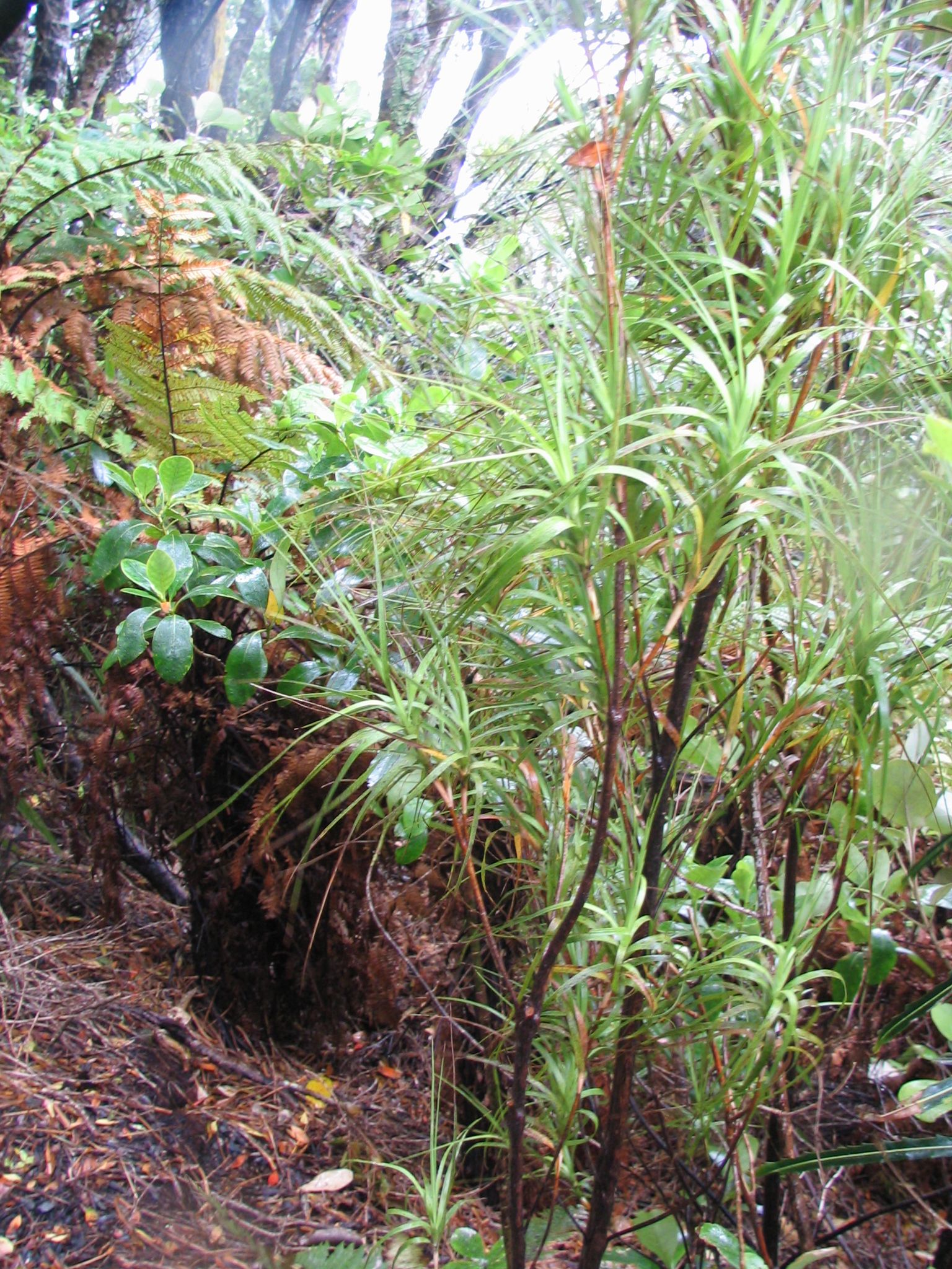 Dracophyllum 2