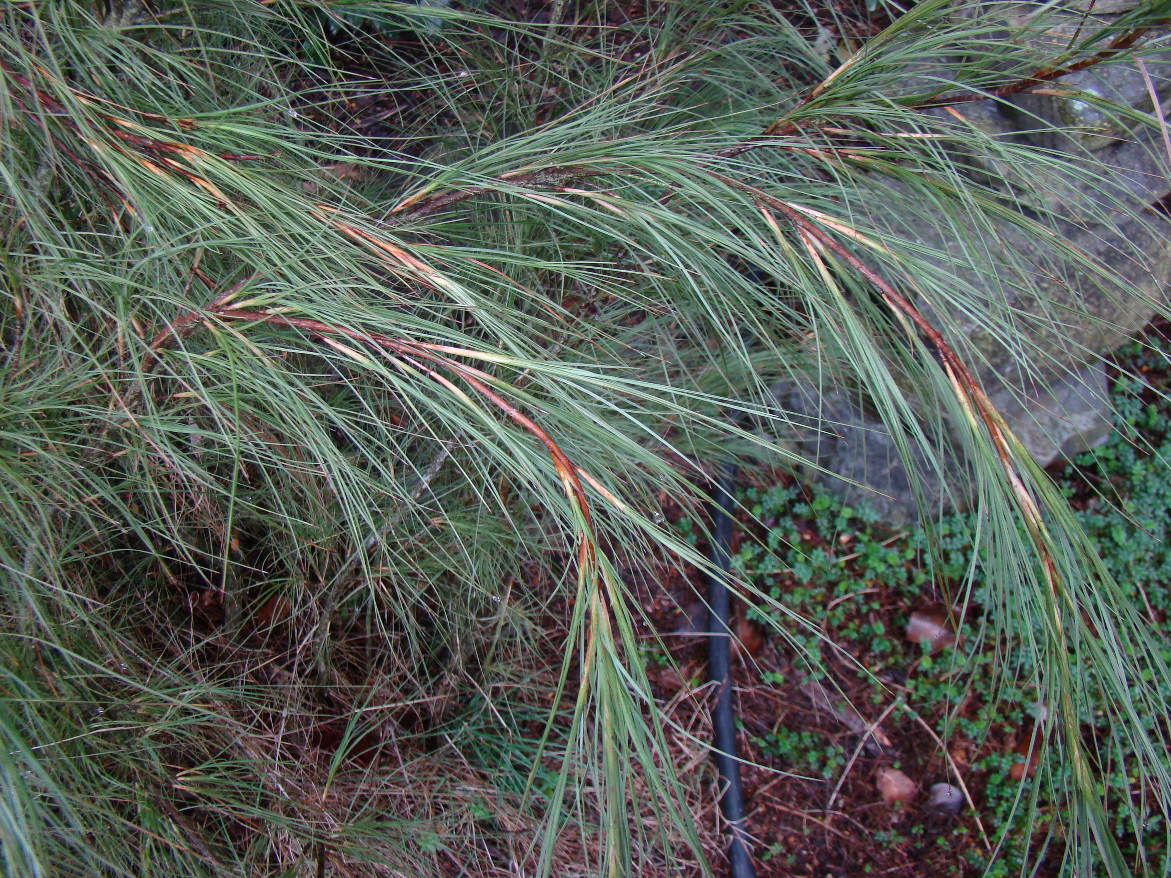 Dracophyllum longifolium 1