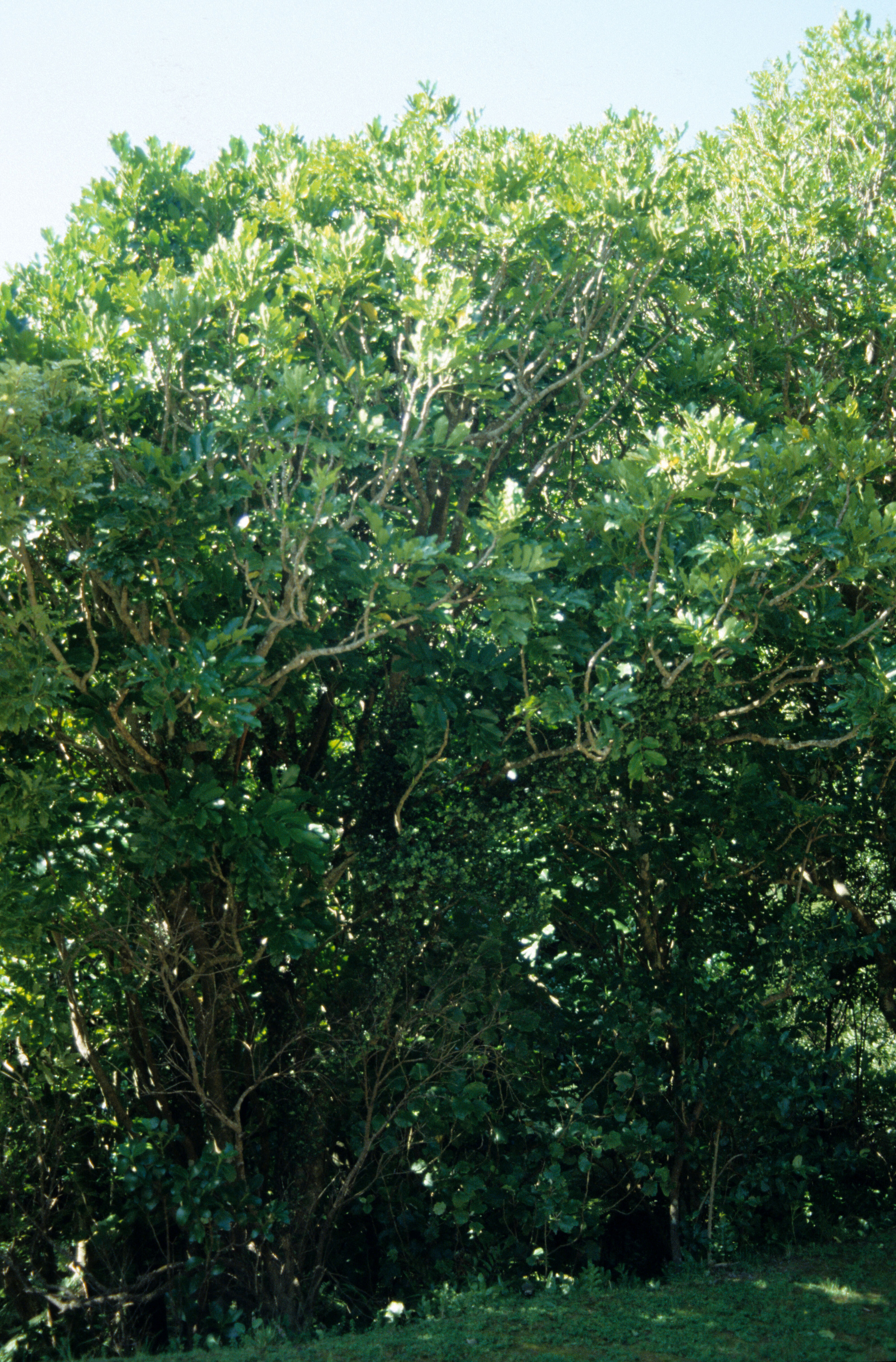 Dysoxylum spectabile 1