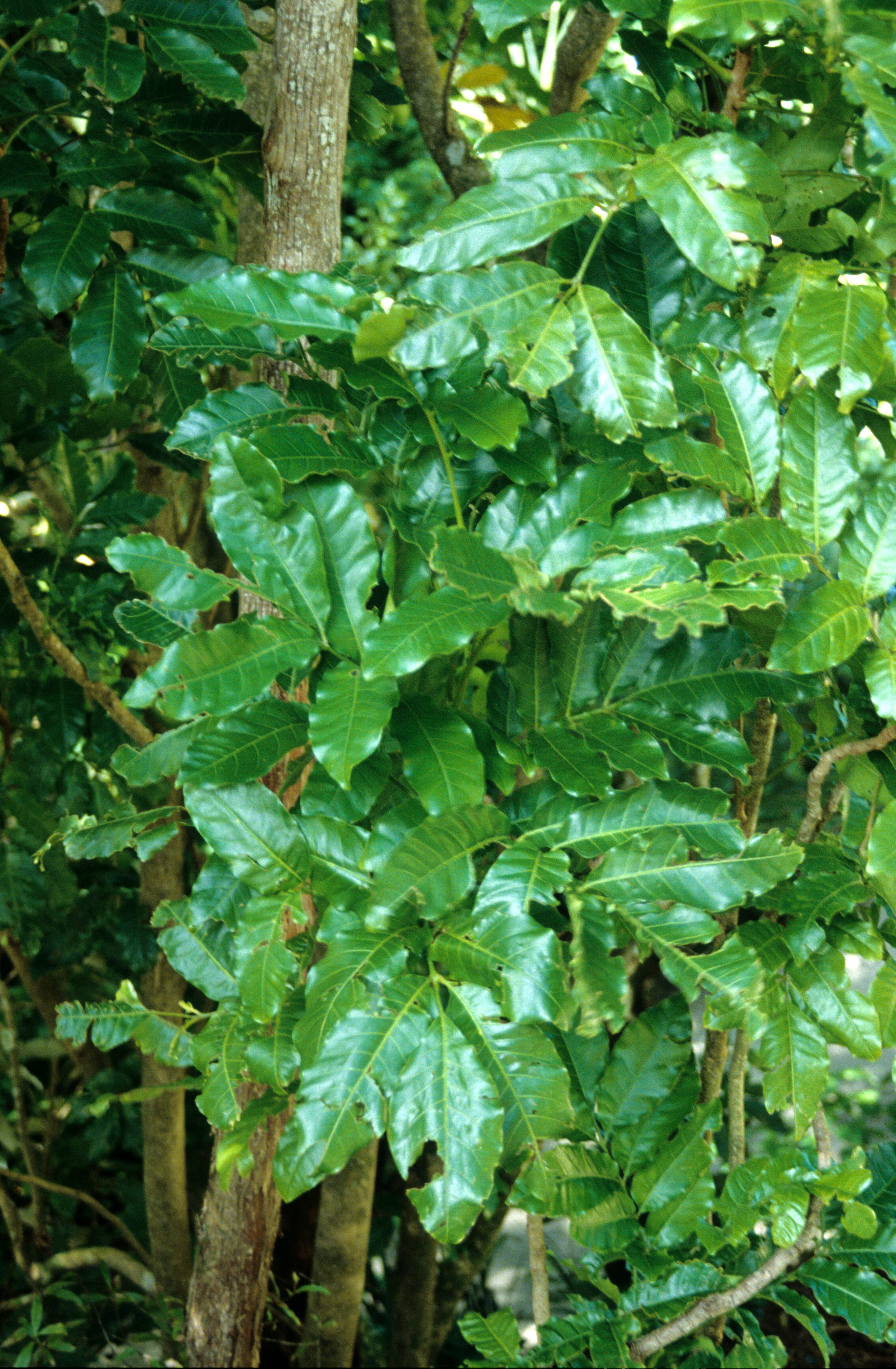 Dysoxylum spectabile 2