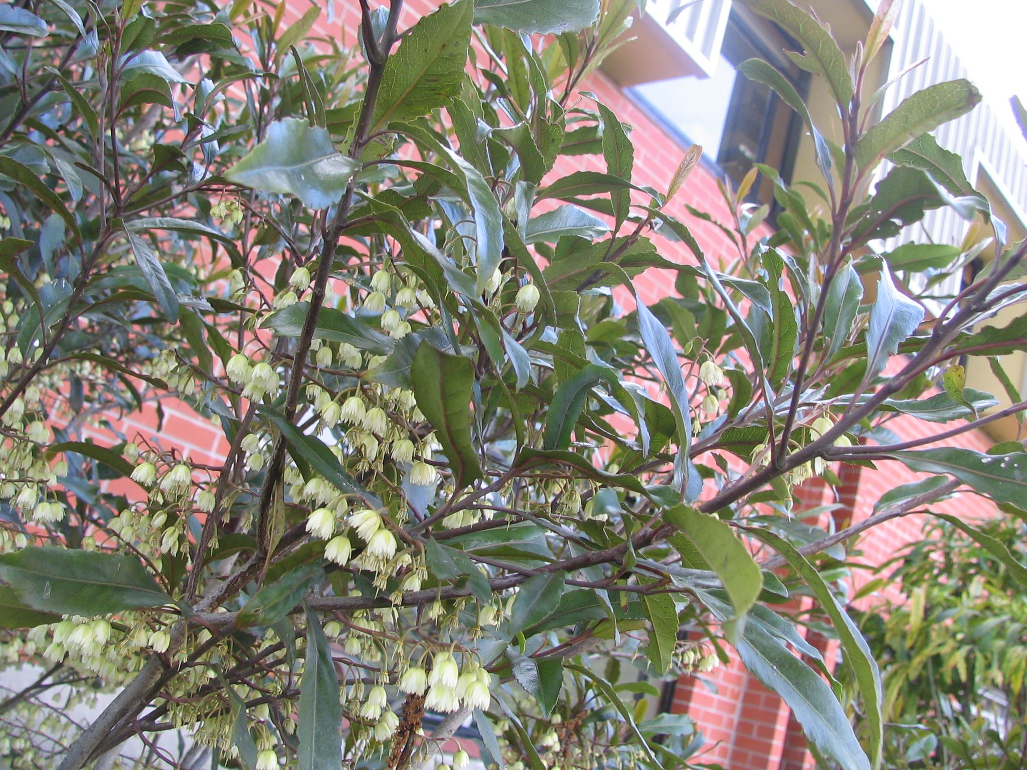 Elaeocarpus denatatus 1