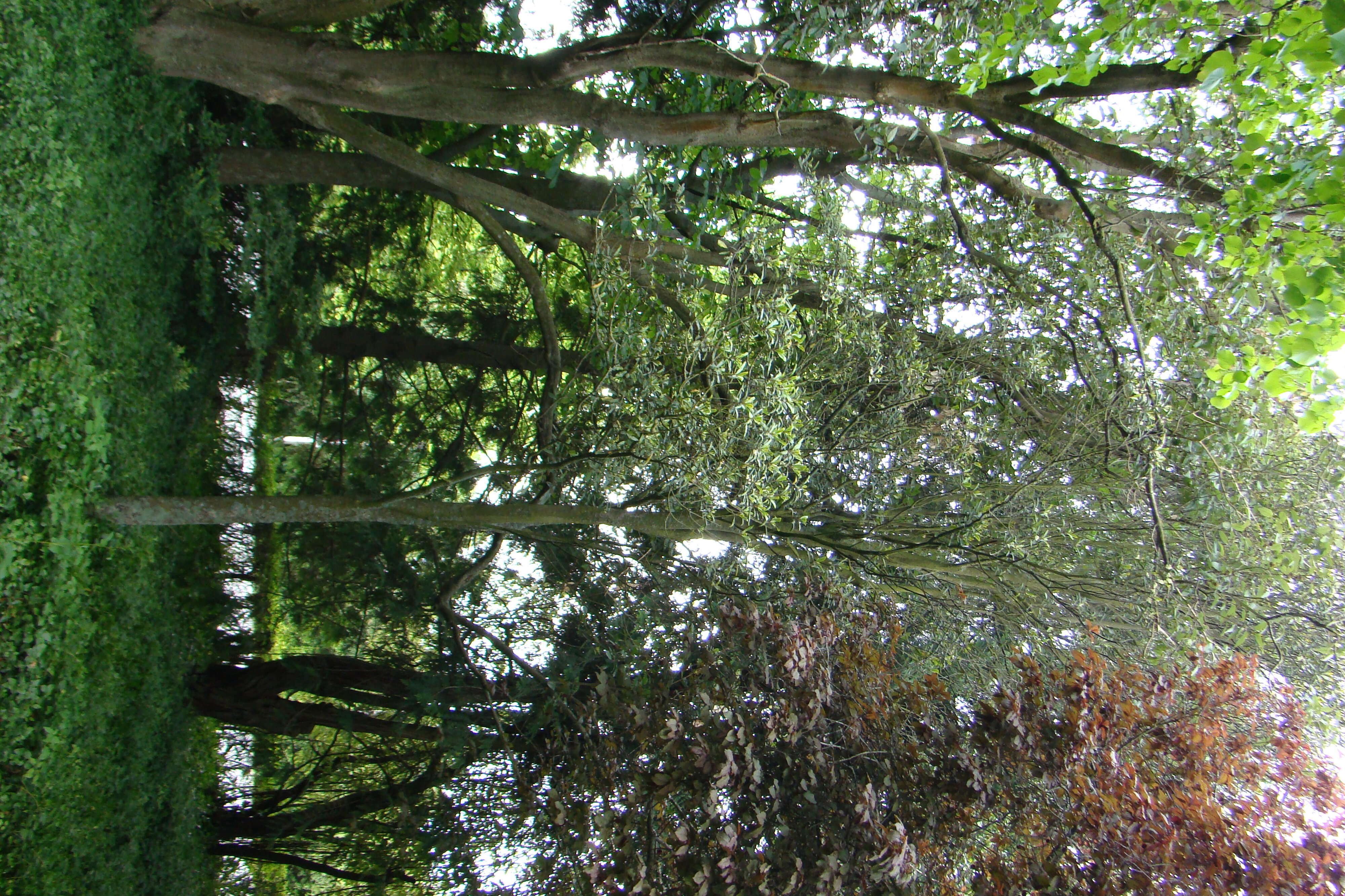 Elaeocarpus dentatus 3