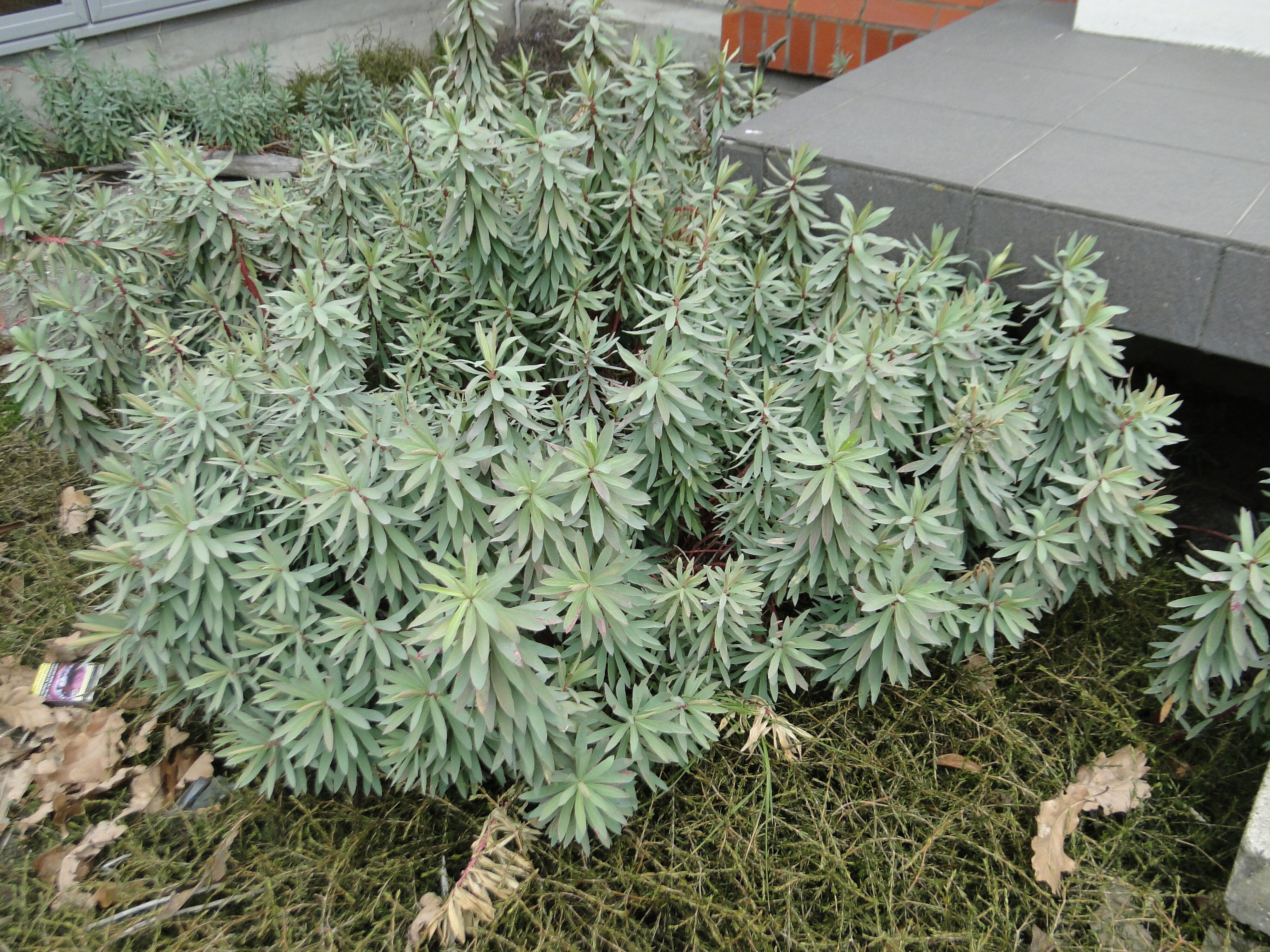 Euphorbia glauca &amp; Coprosma acerosa