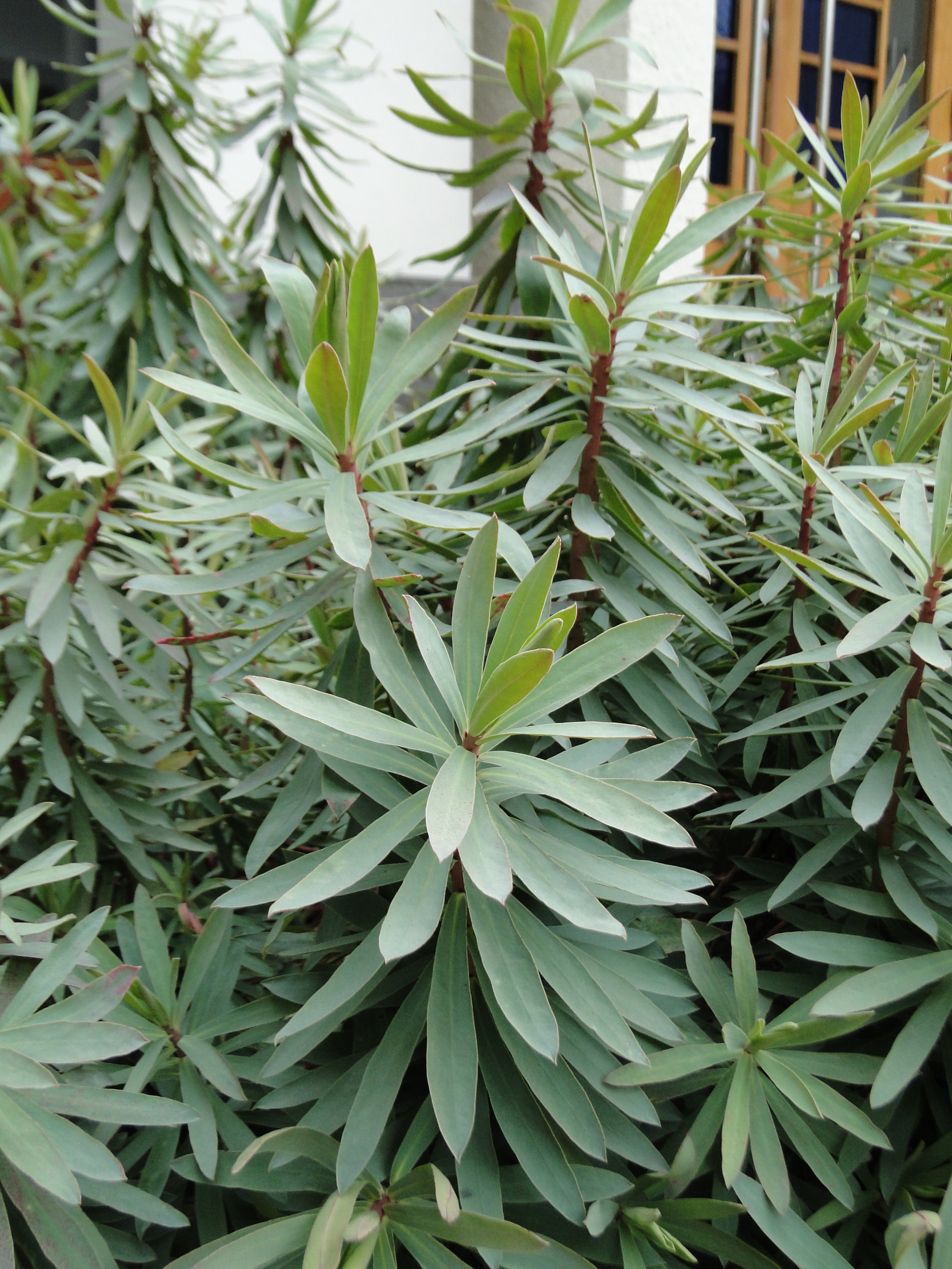 Euphorbia glauca