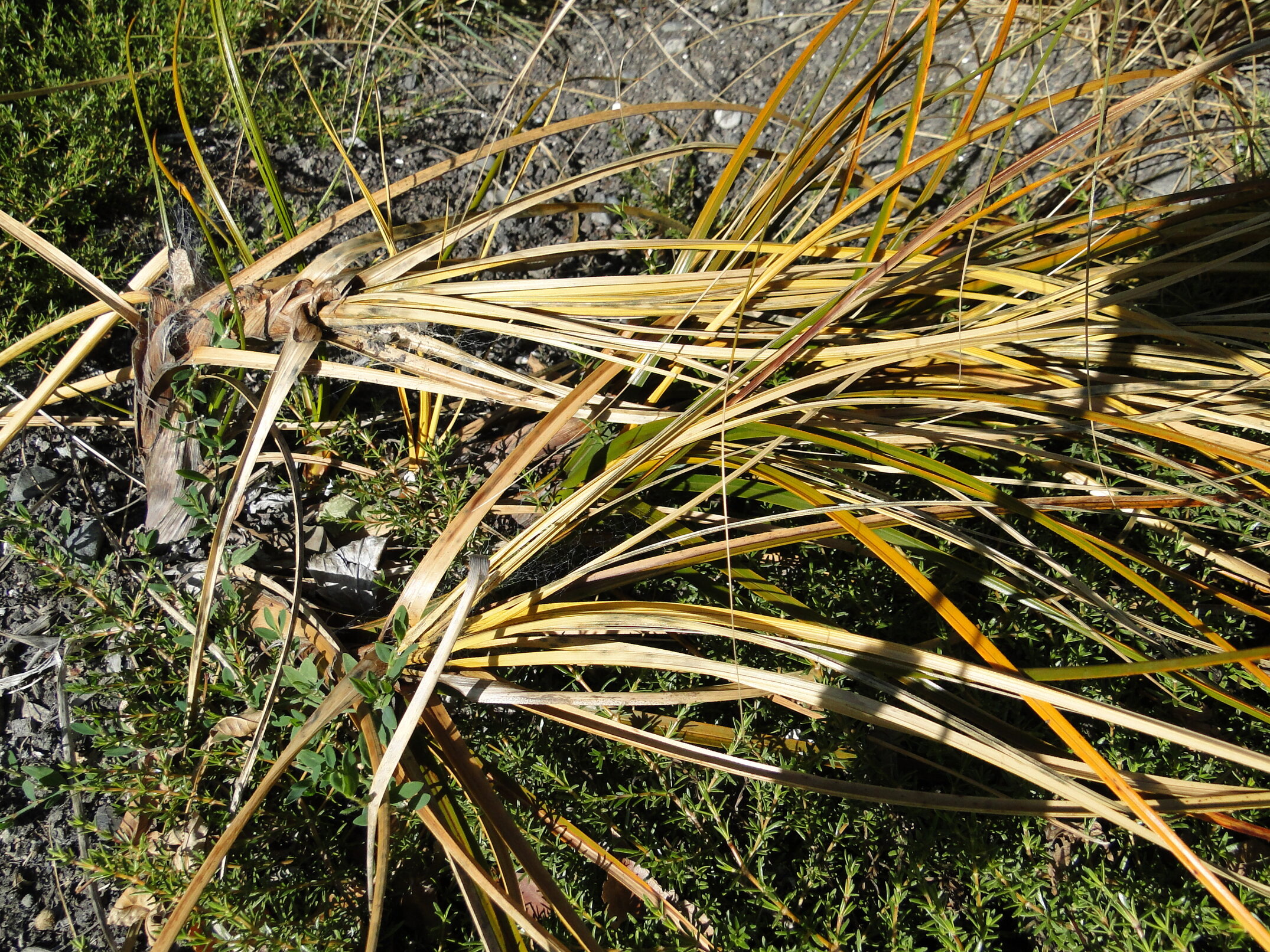 Ficinia spiralis syn. Desmoschoenus spiralis