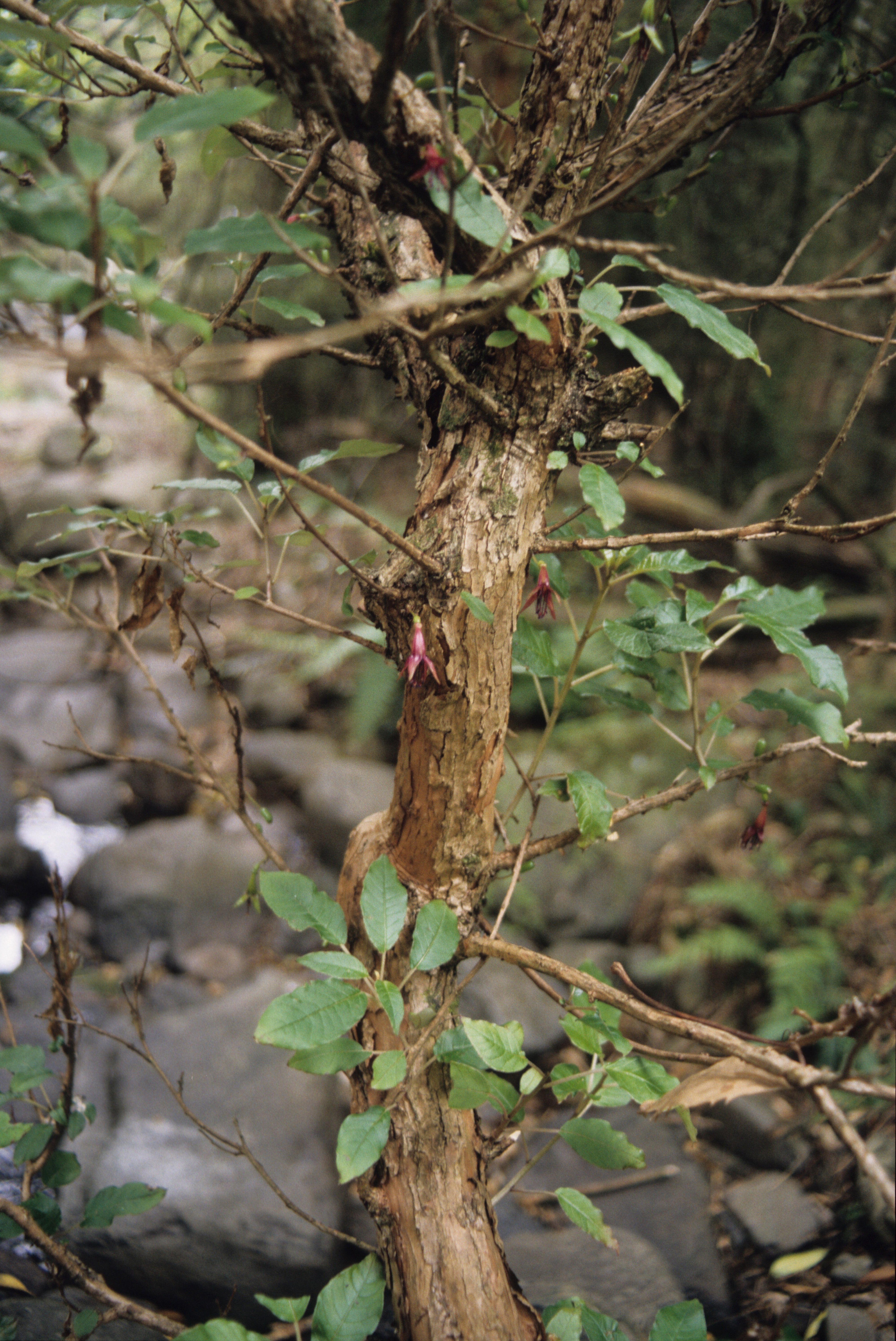 Fuchsia excorticata