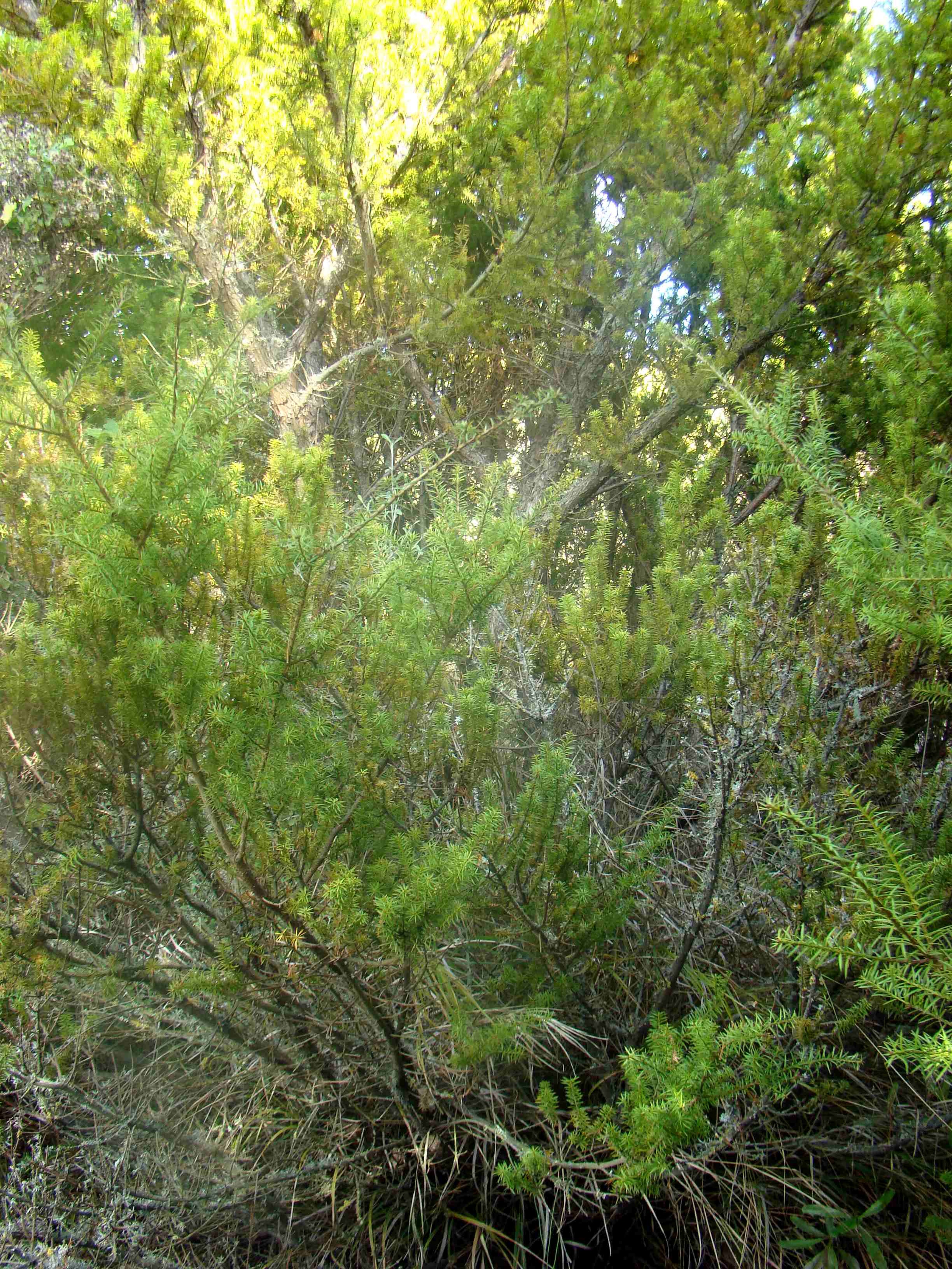 Podocarpus acutifolius 1