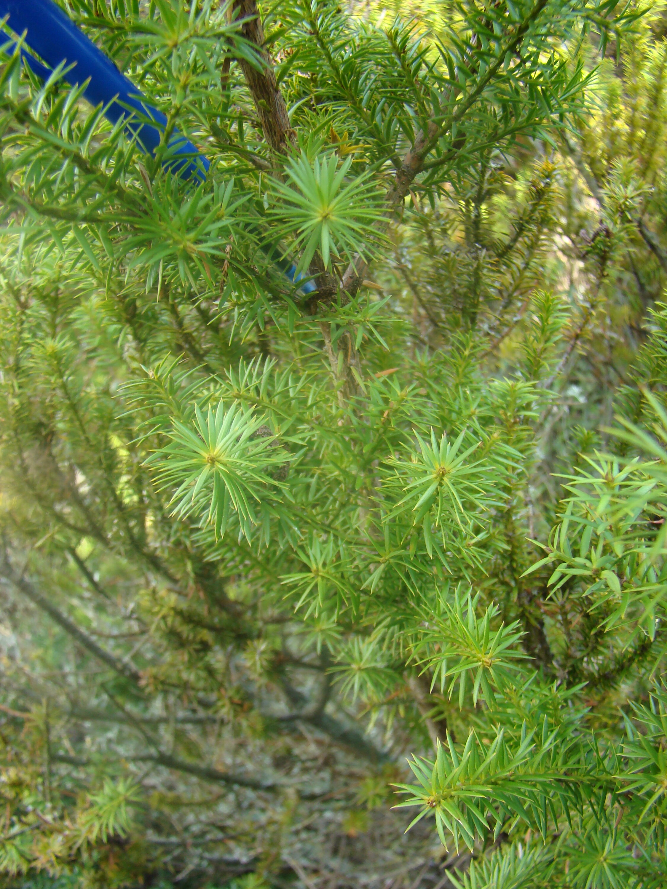 Podocarpus acutifolius 2