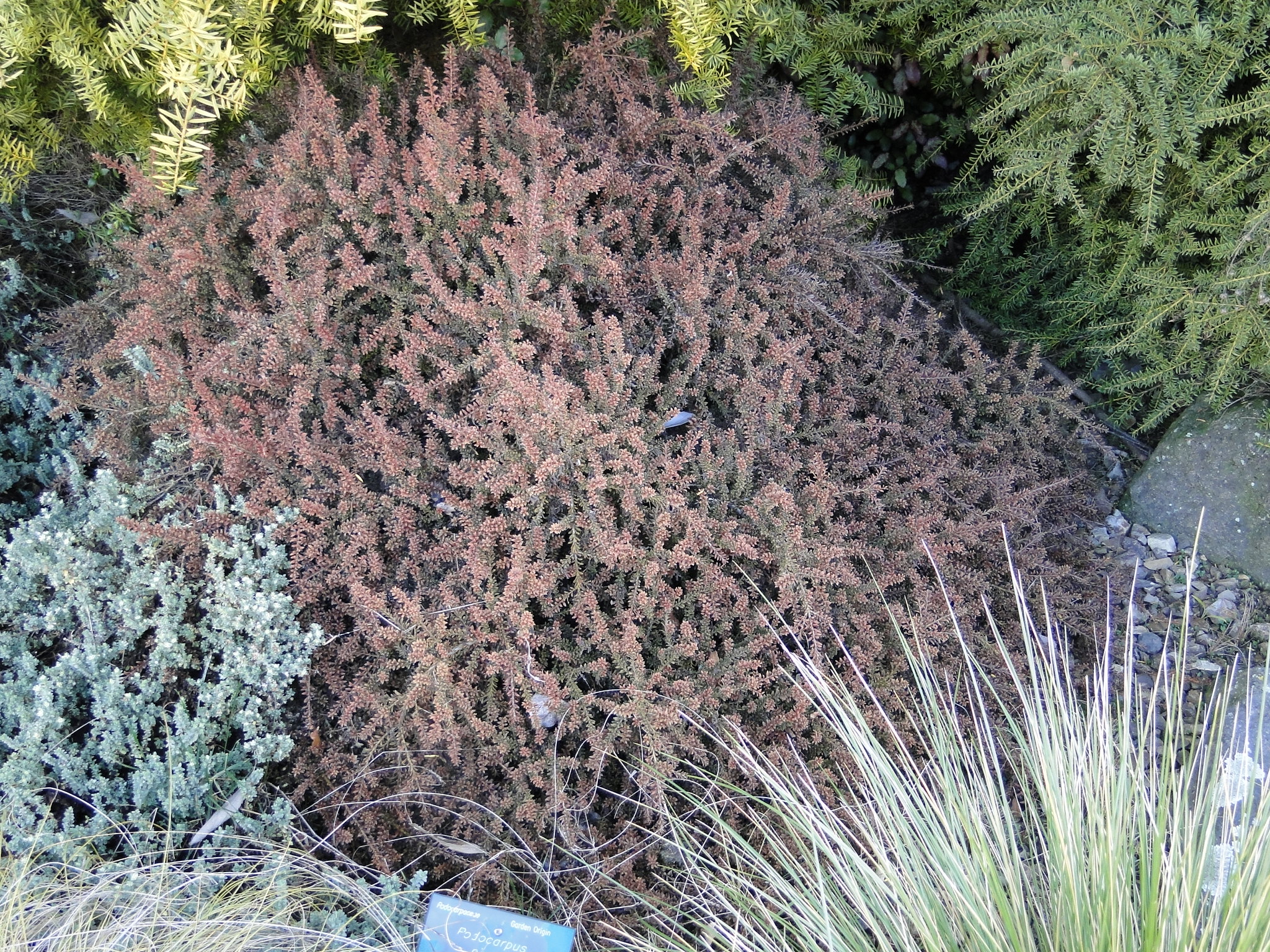 Podocarpus nivalis Bronze 1
