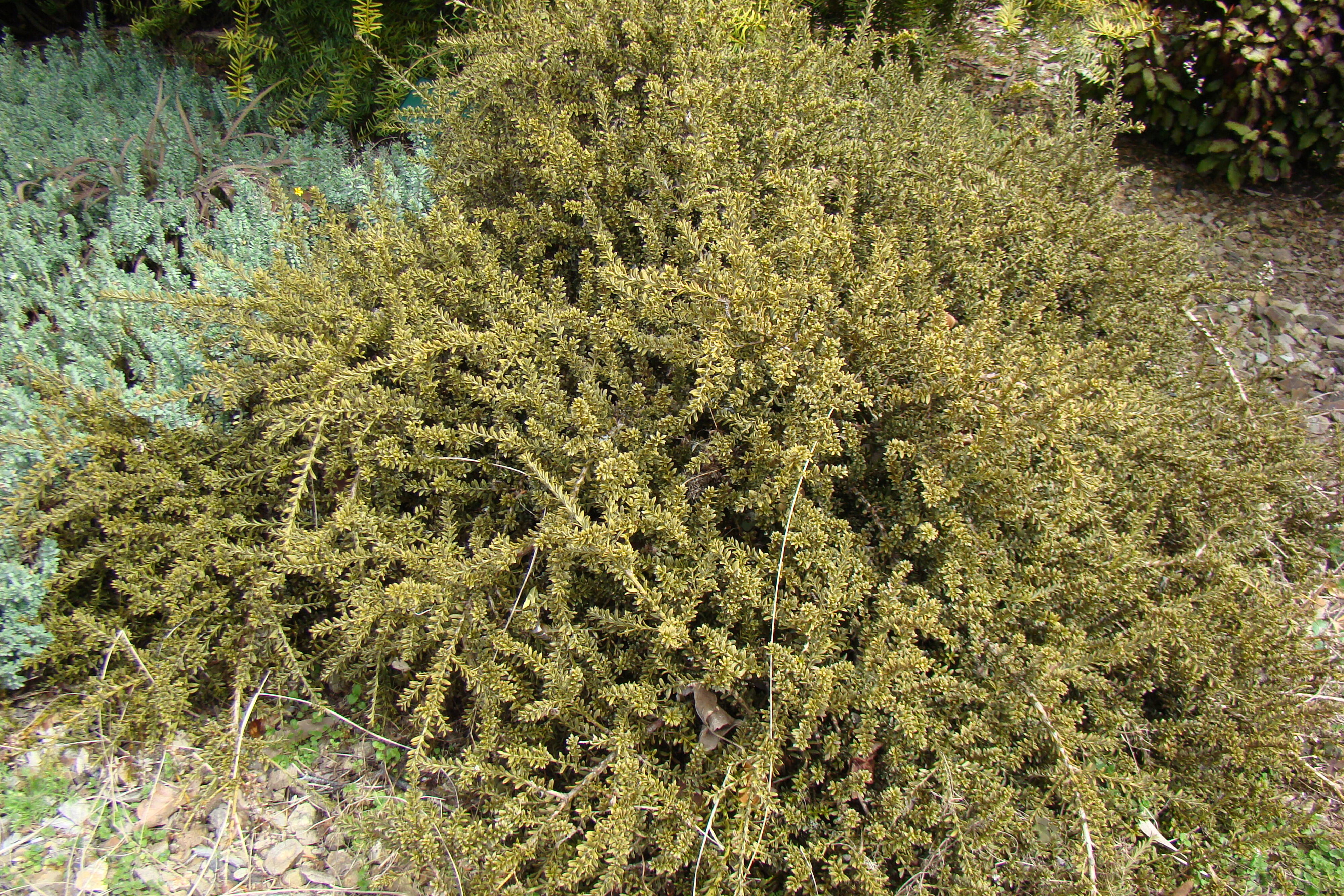 Podocarpus nivalis Bronze 2