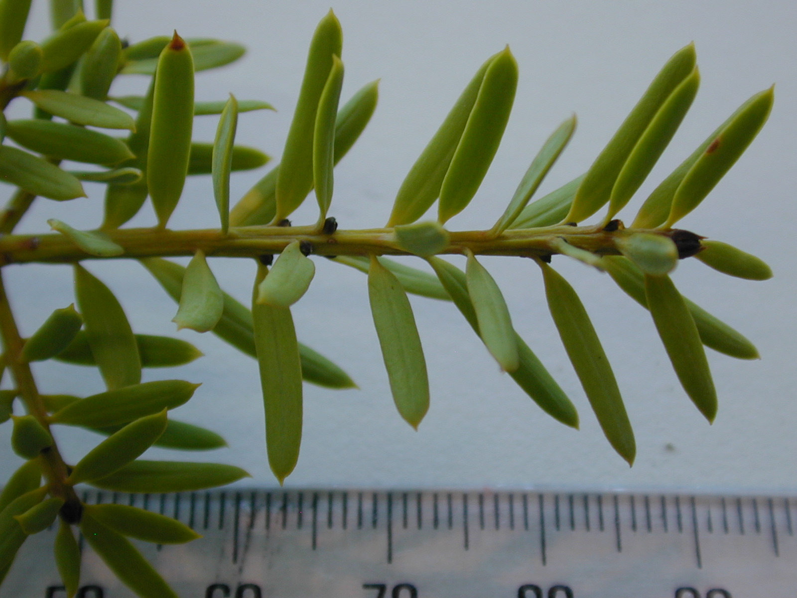 Podocarpus totara 2