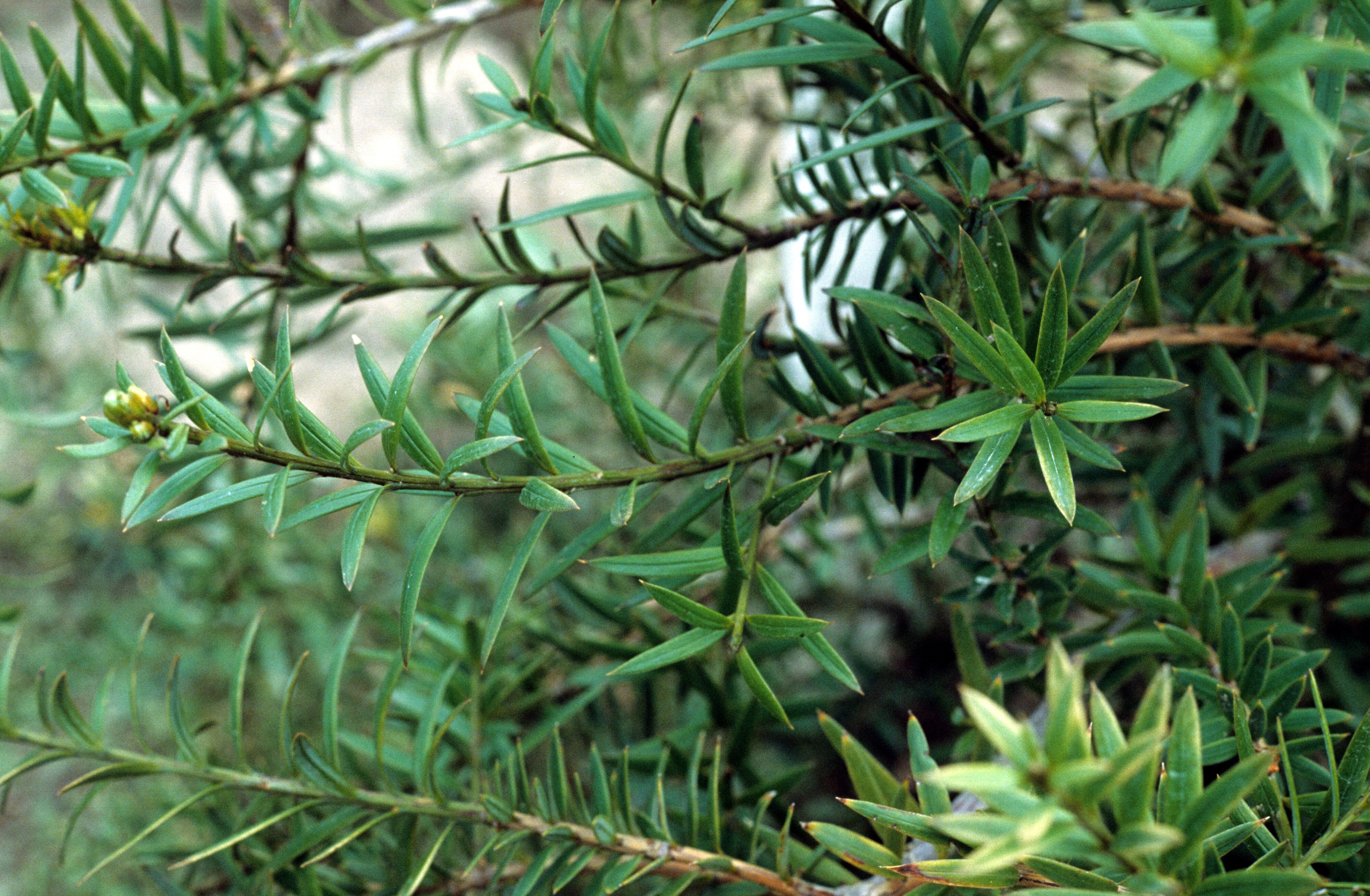 Podocarpus totara 3