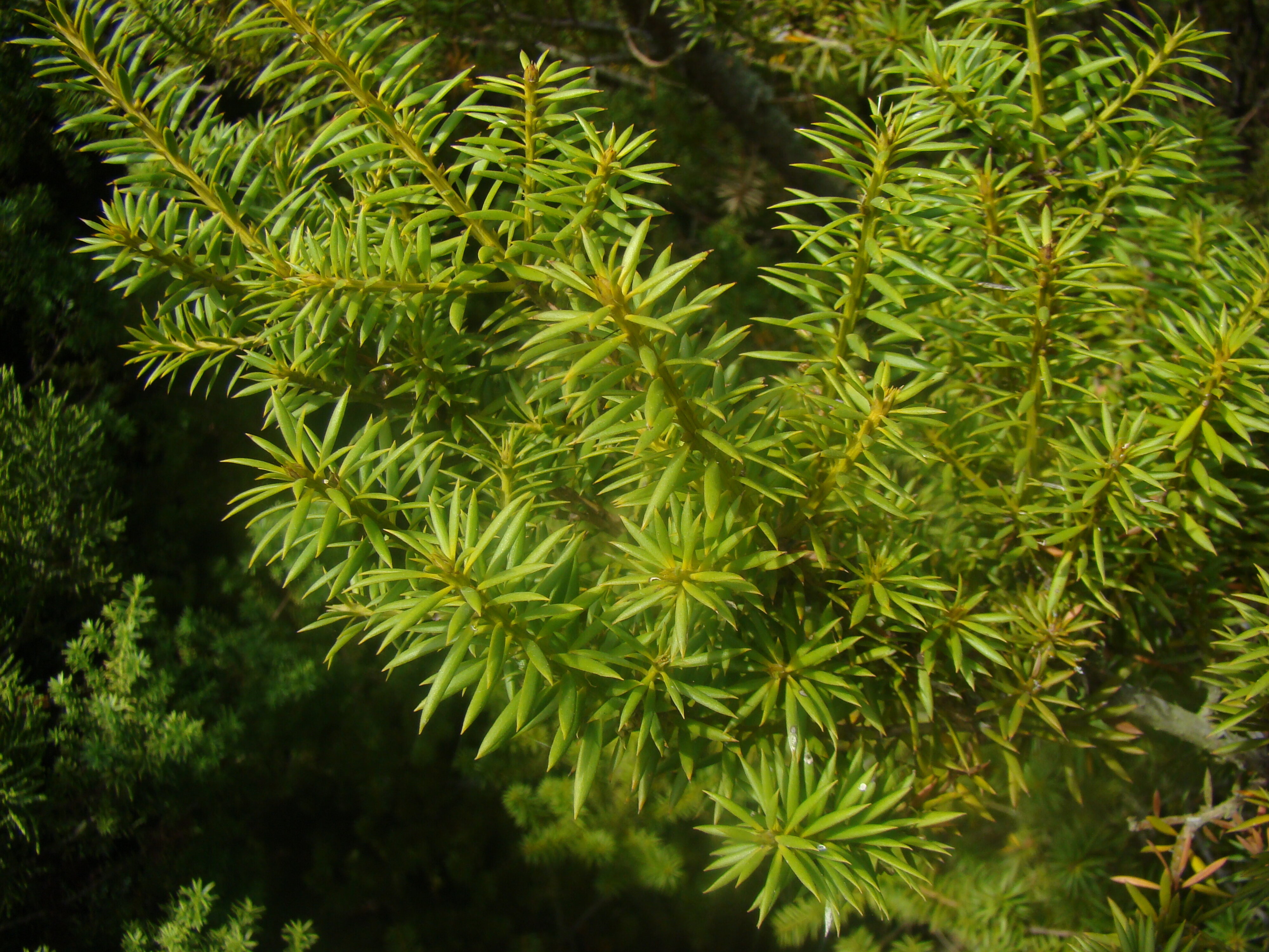 Podocarpus totara v. waihoensis 1
