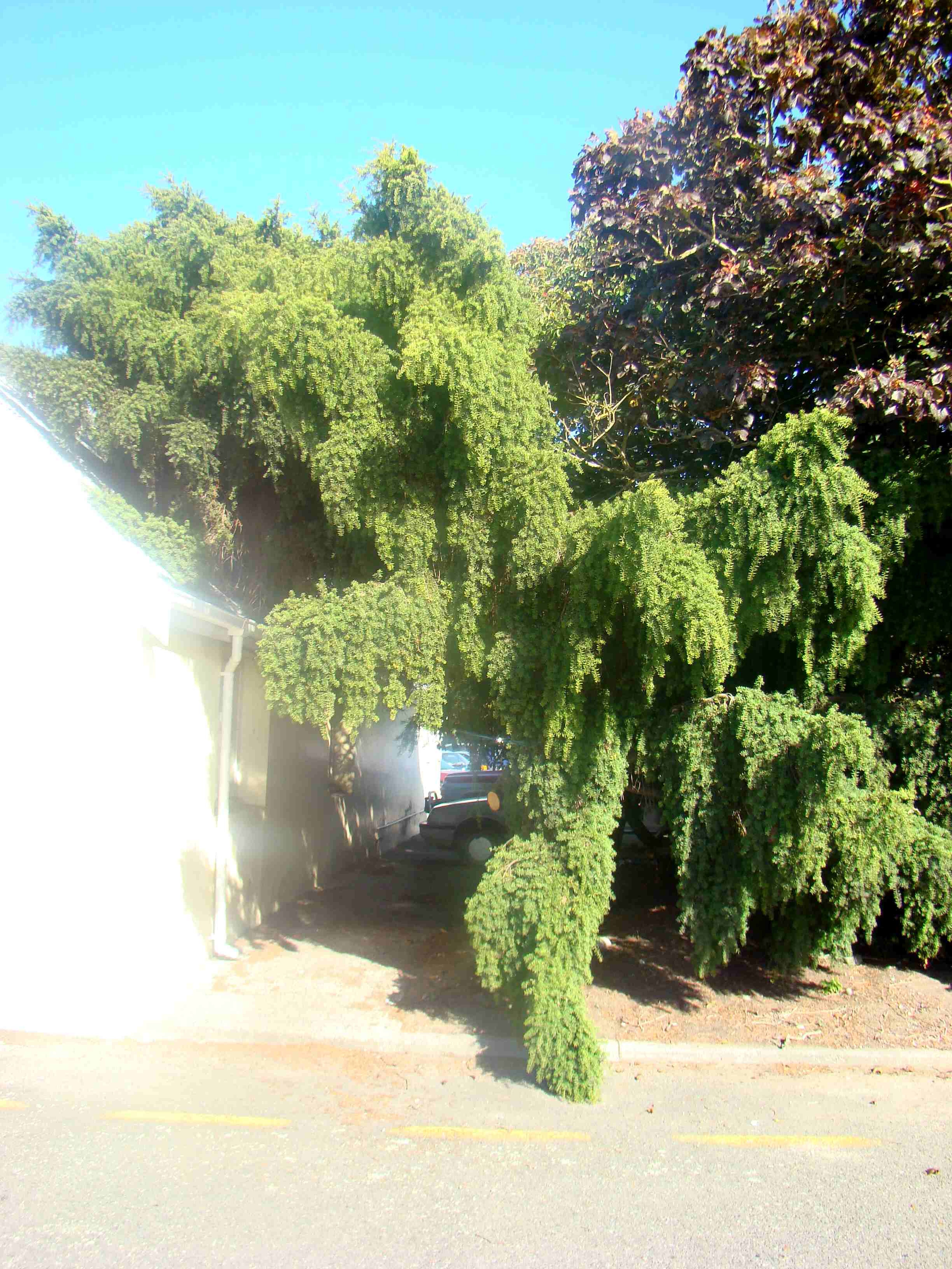 Podocarpus totara weeping form 1