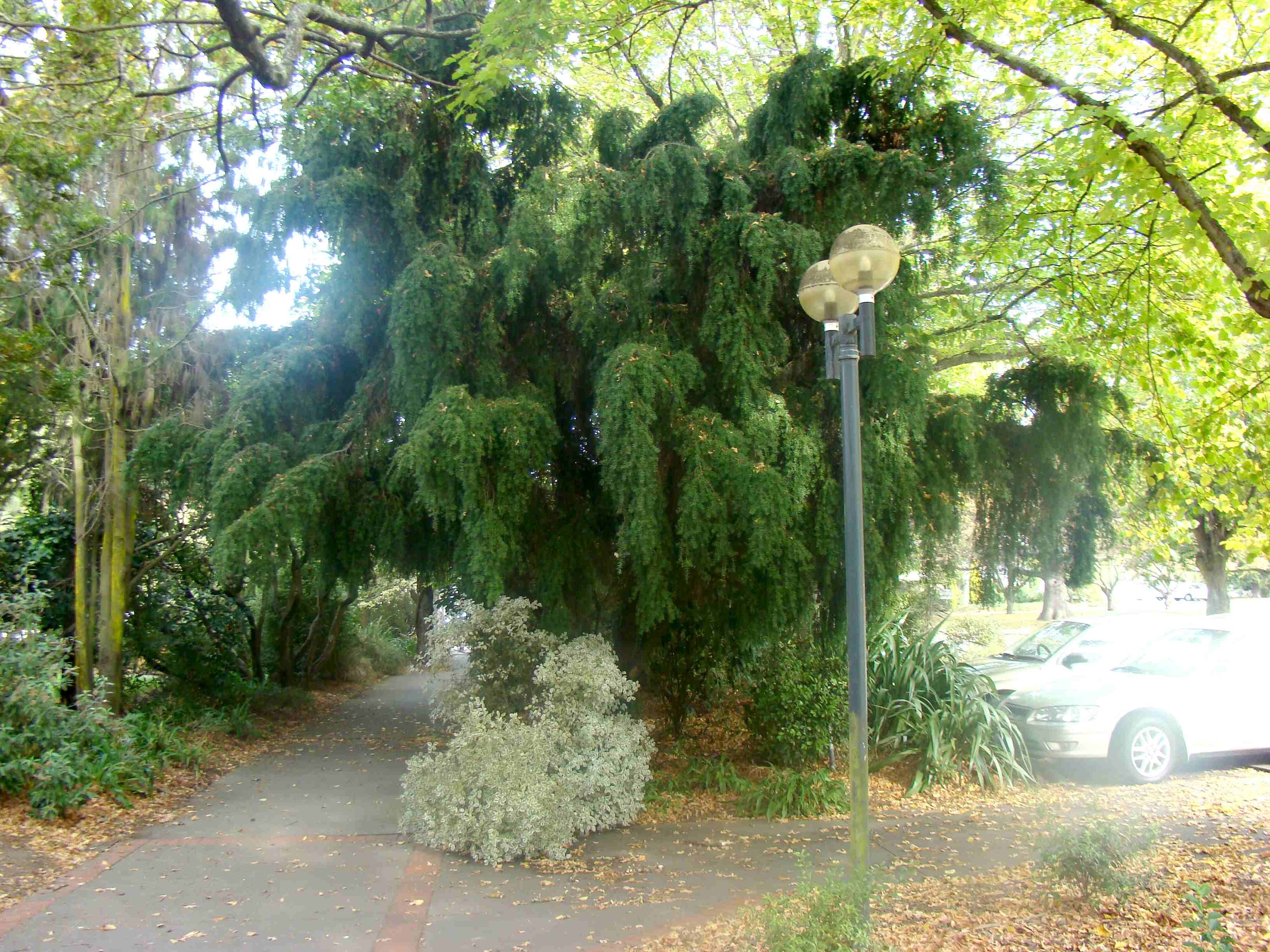 Podocarpus totara weeping form 2