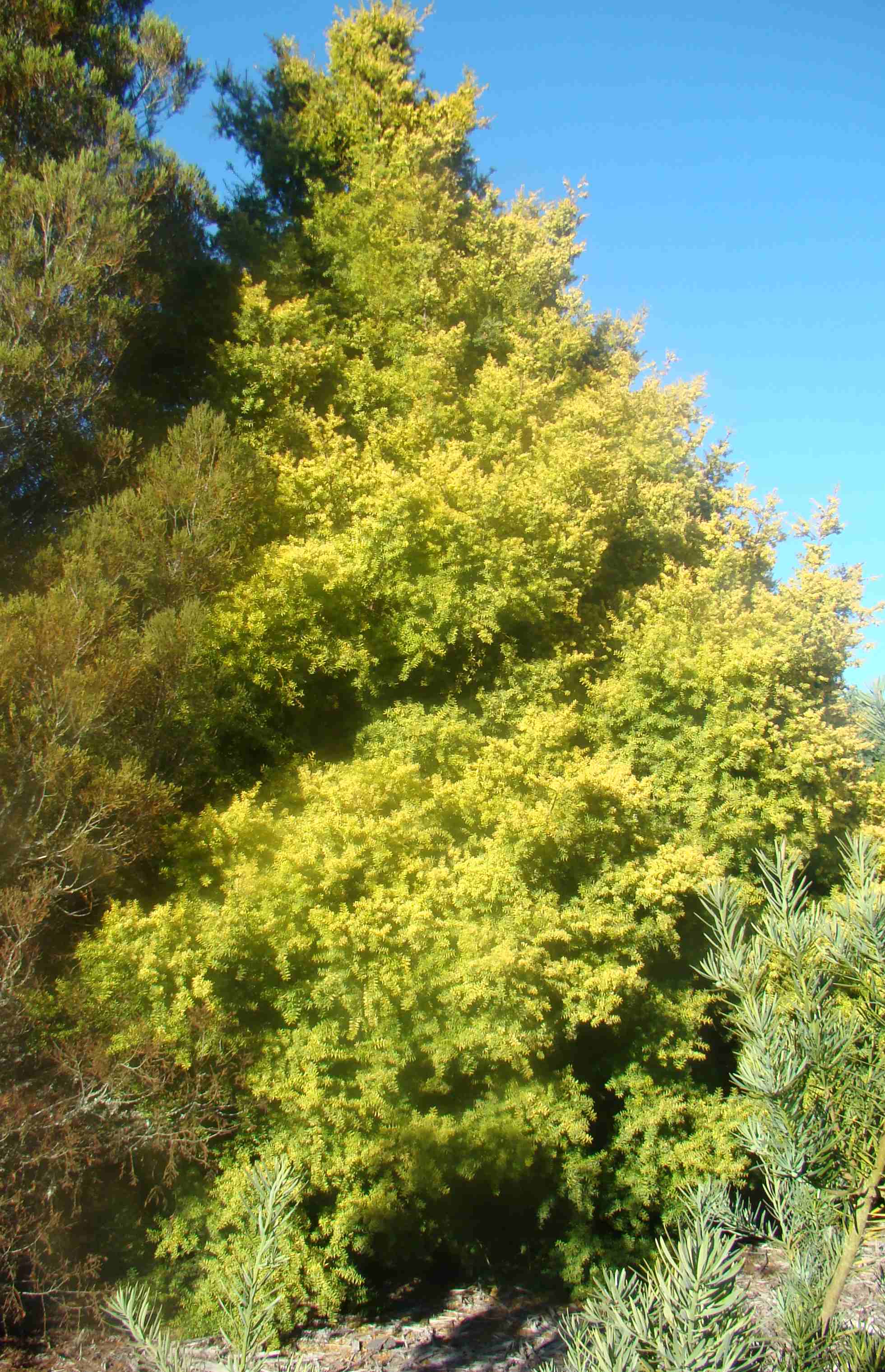 Podocarpus totara x hallii