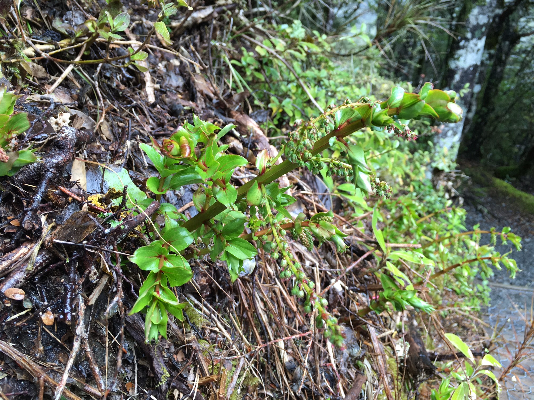 Coriaria sarmentosa