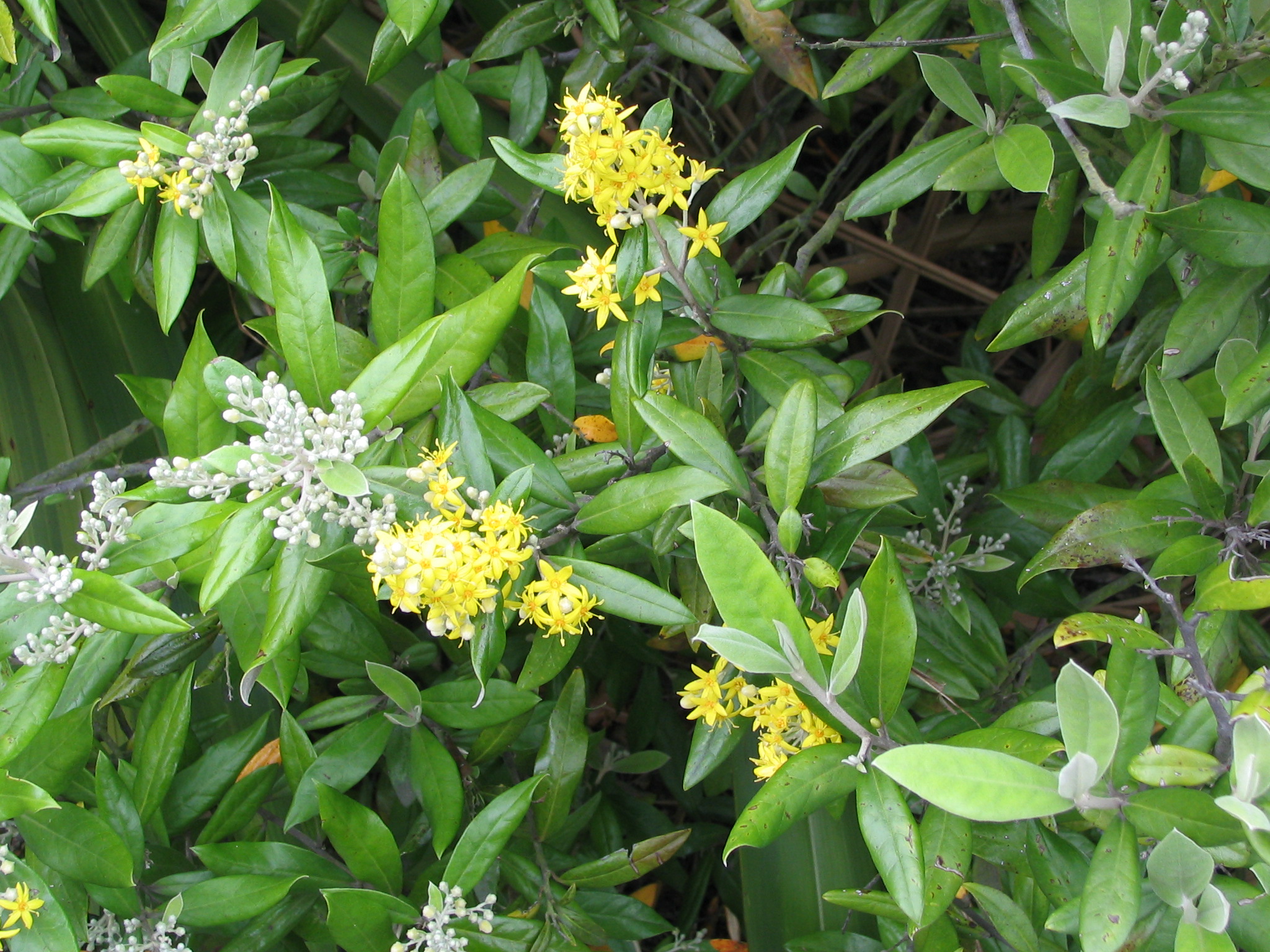 Corokia buddelioides 1