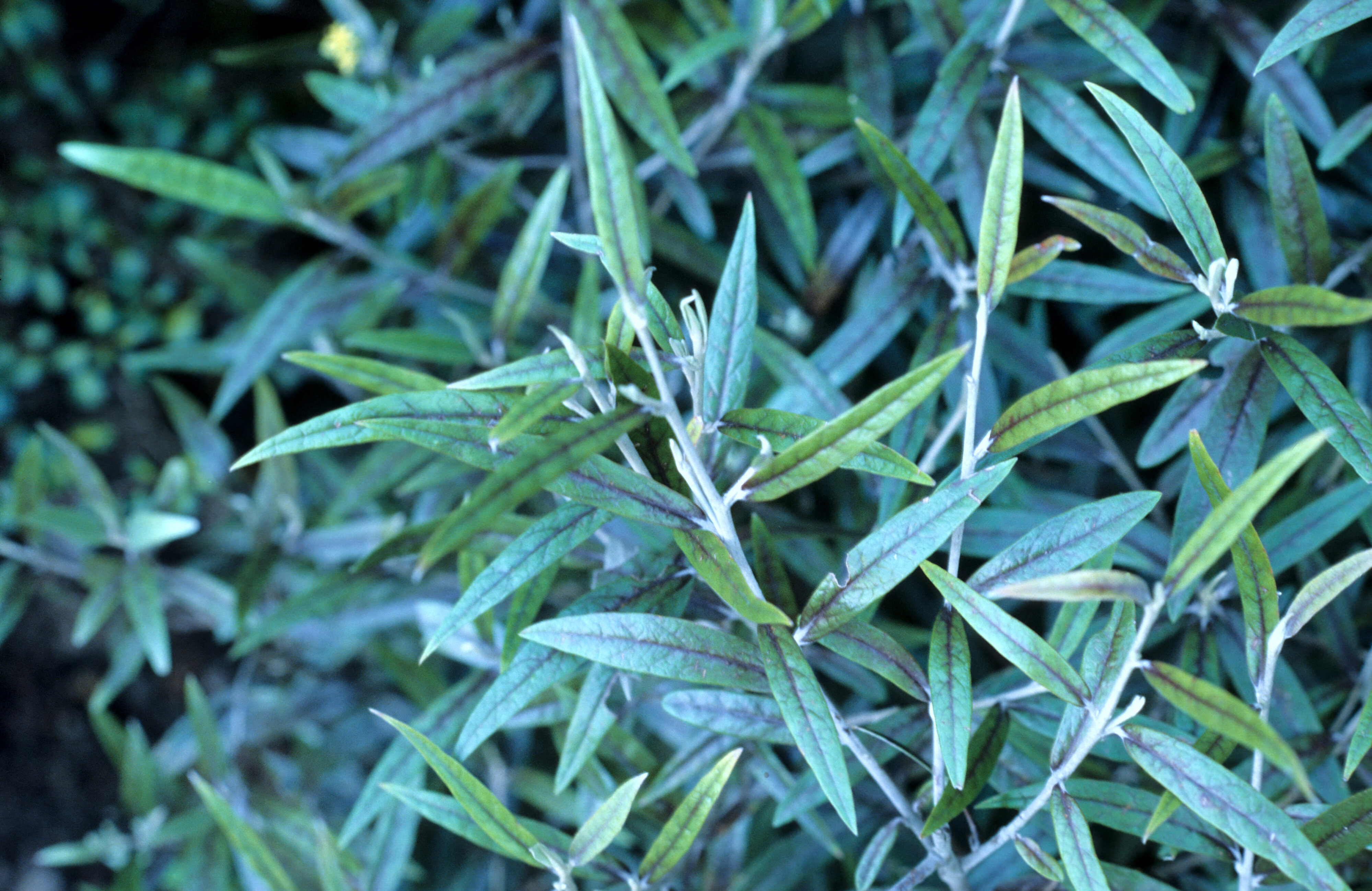 Corokia buddleoides 2