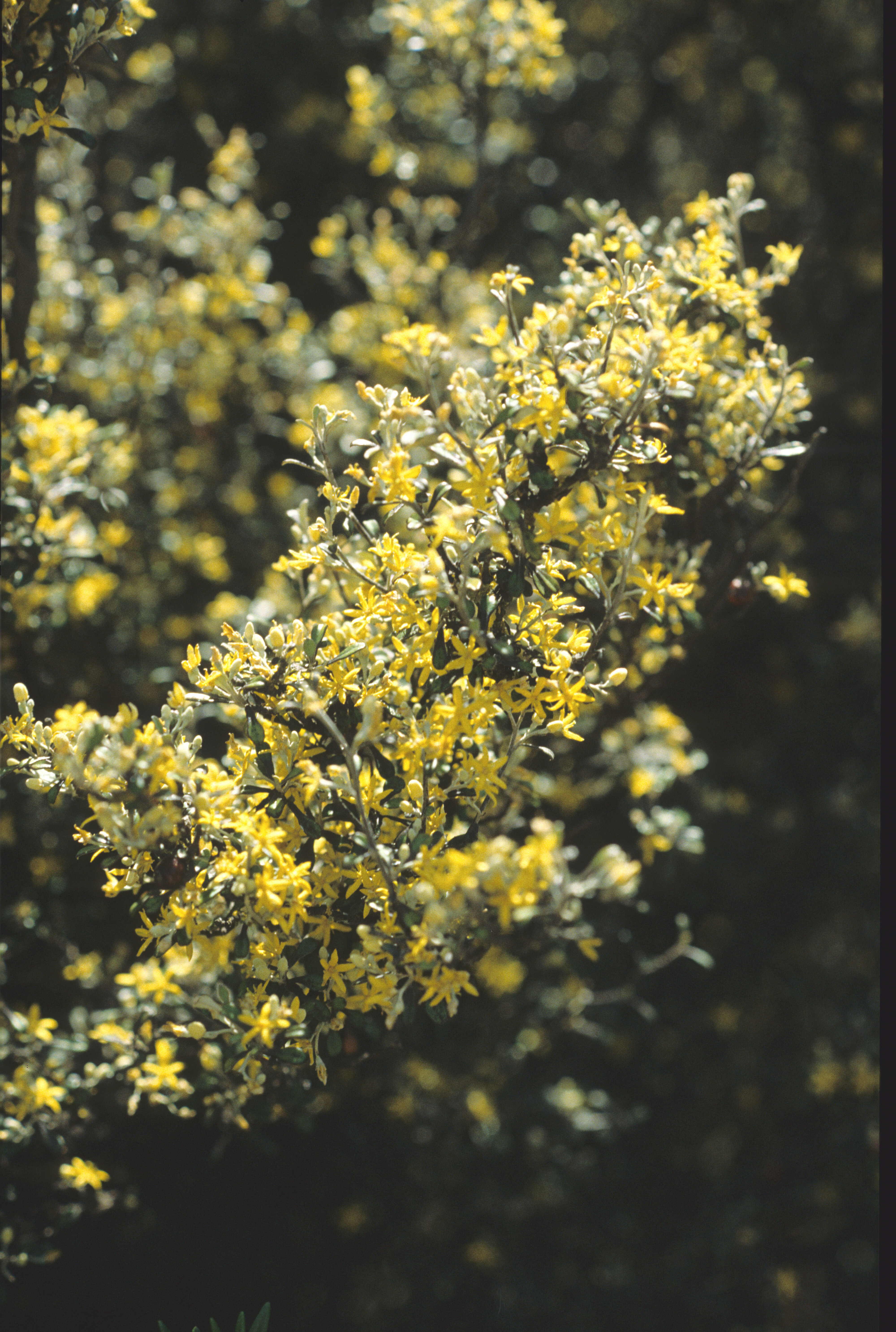 Corokia cotoneaster 1
