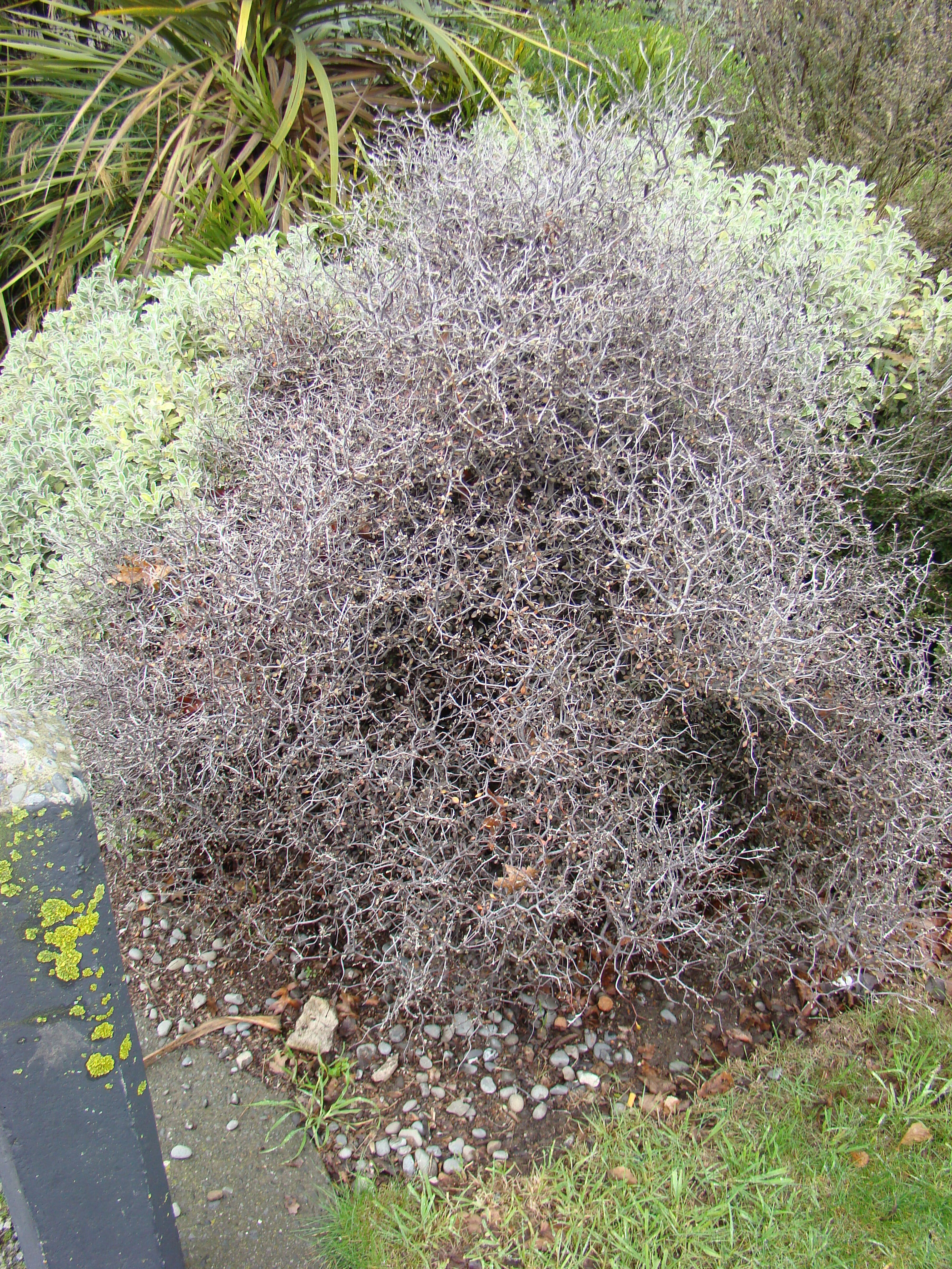 Corokia cotoneaster 2