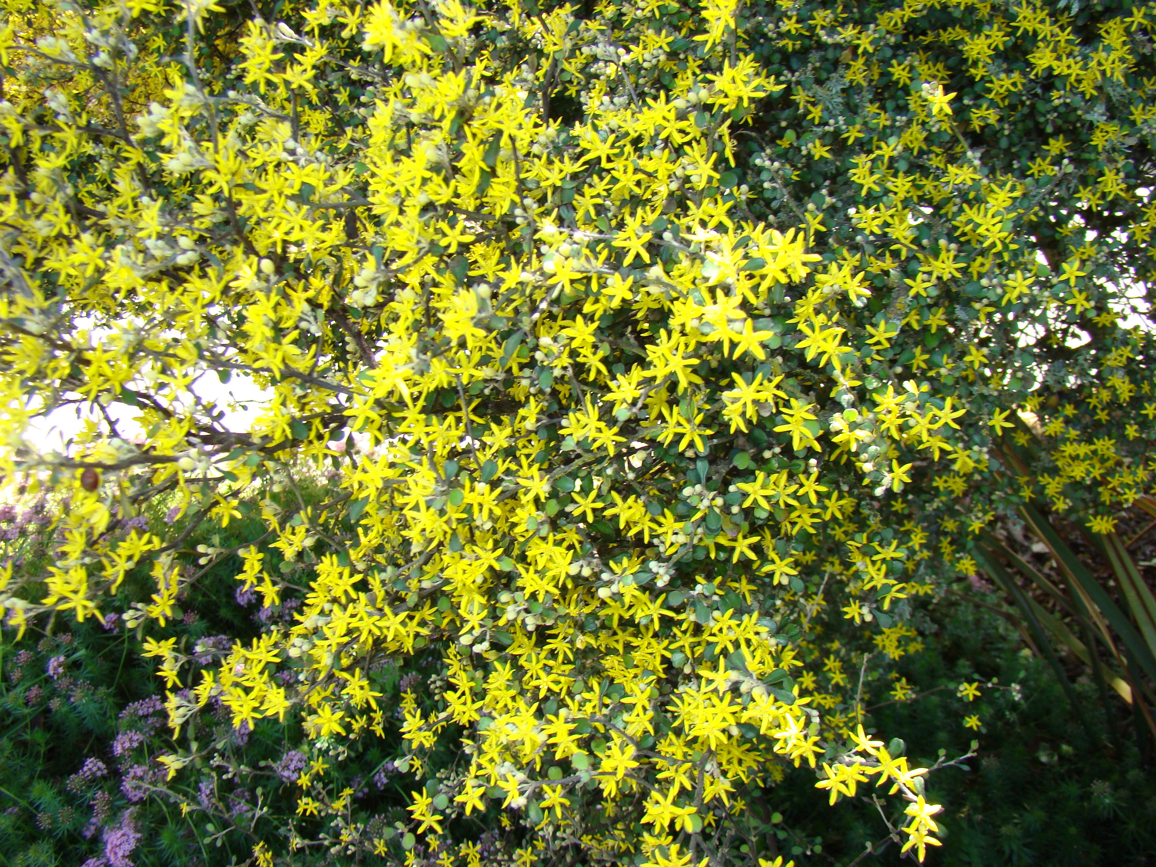 Corokia cotoneaster Little Prince 1