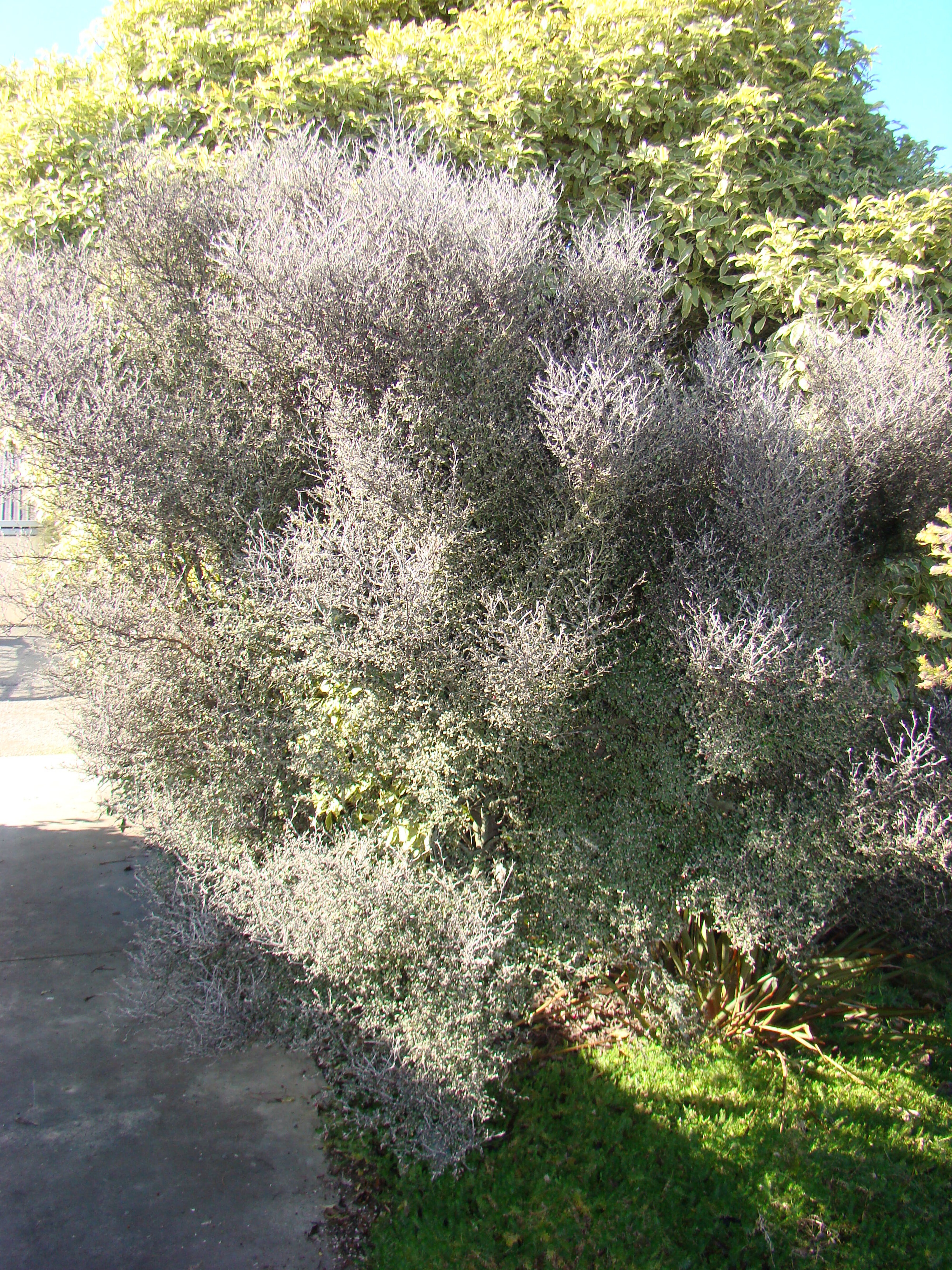 Corokia cotoneaster Little Prince 2