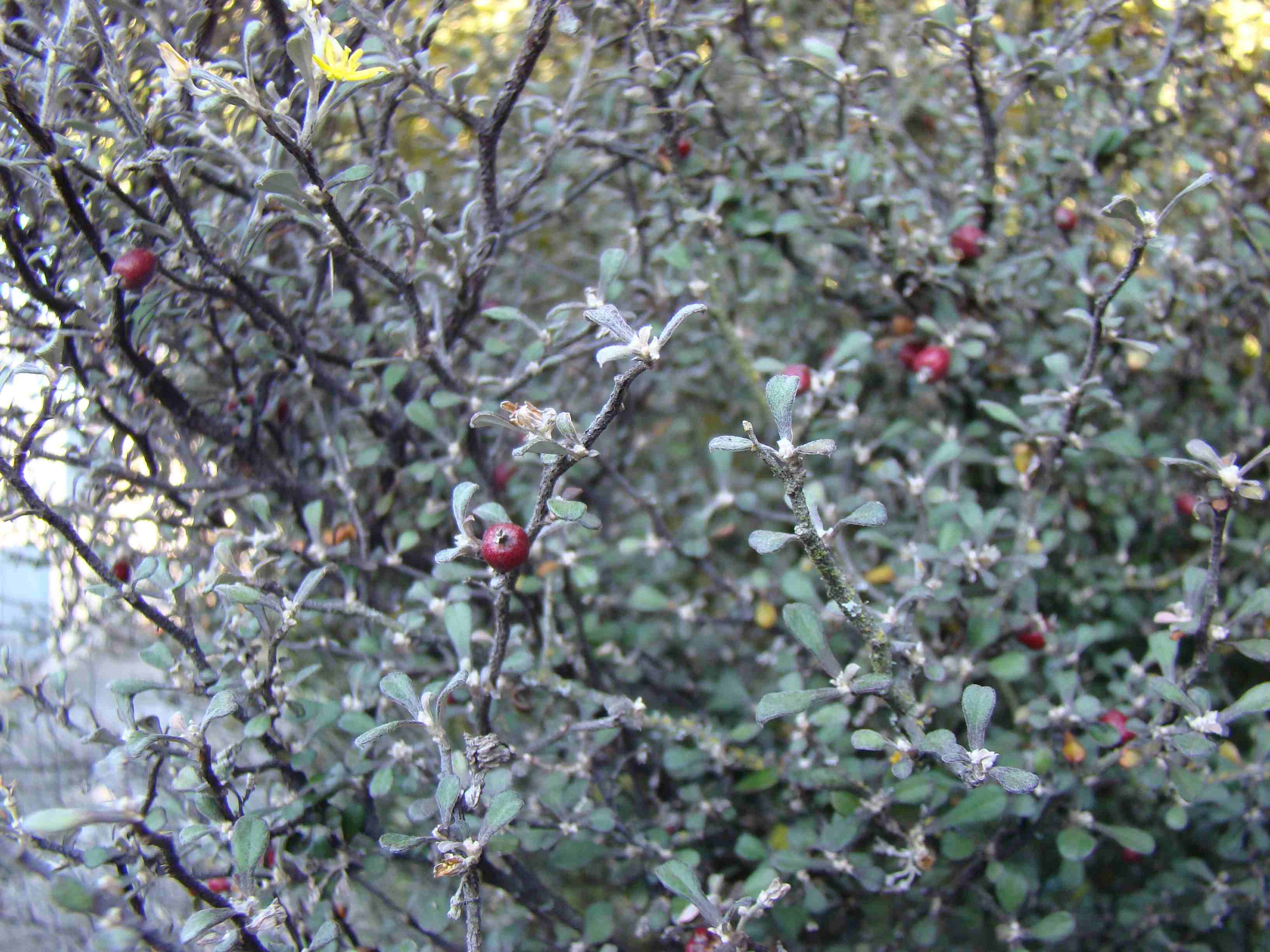 Corokia cotoneaster Little Prince 3