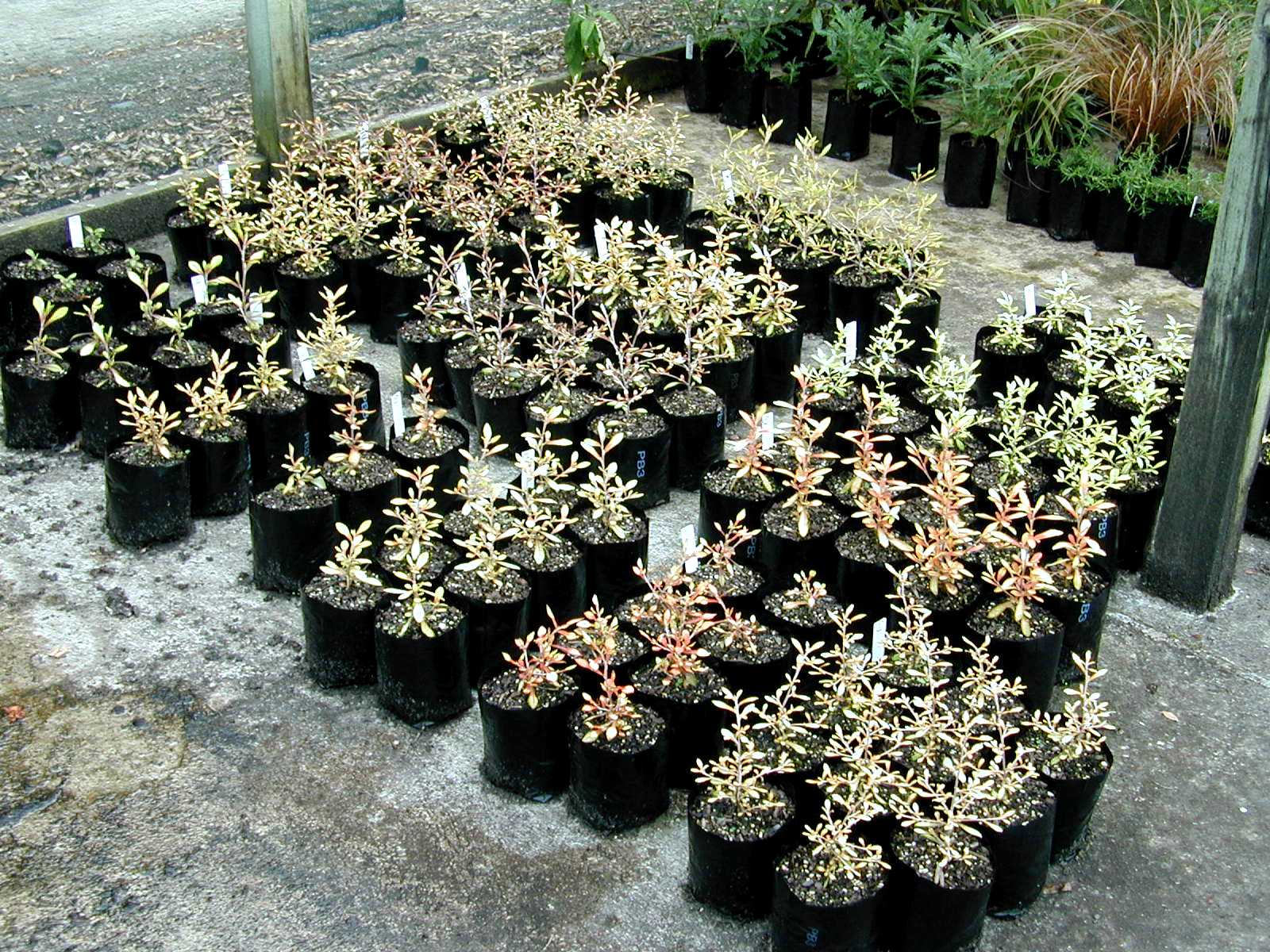Corokia cultivar assessment 1