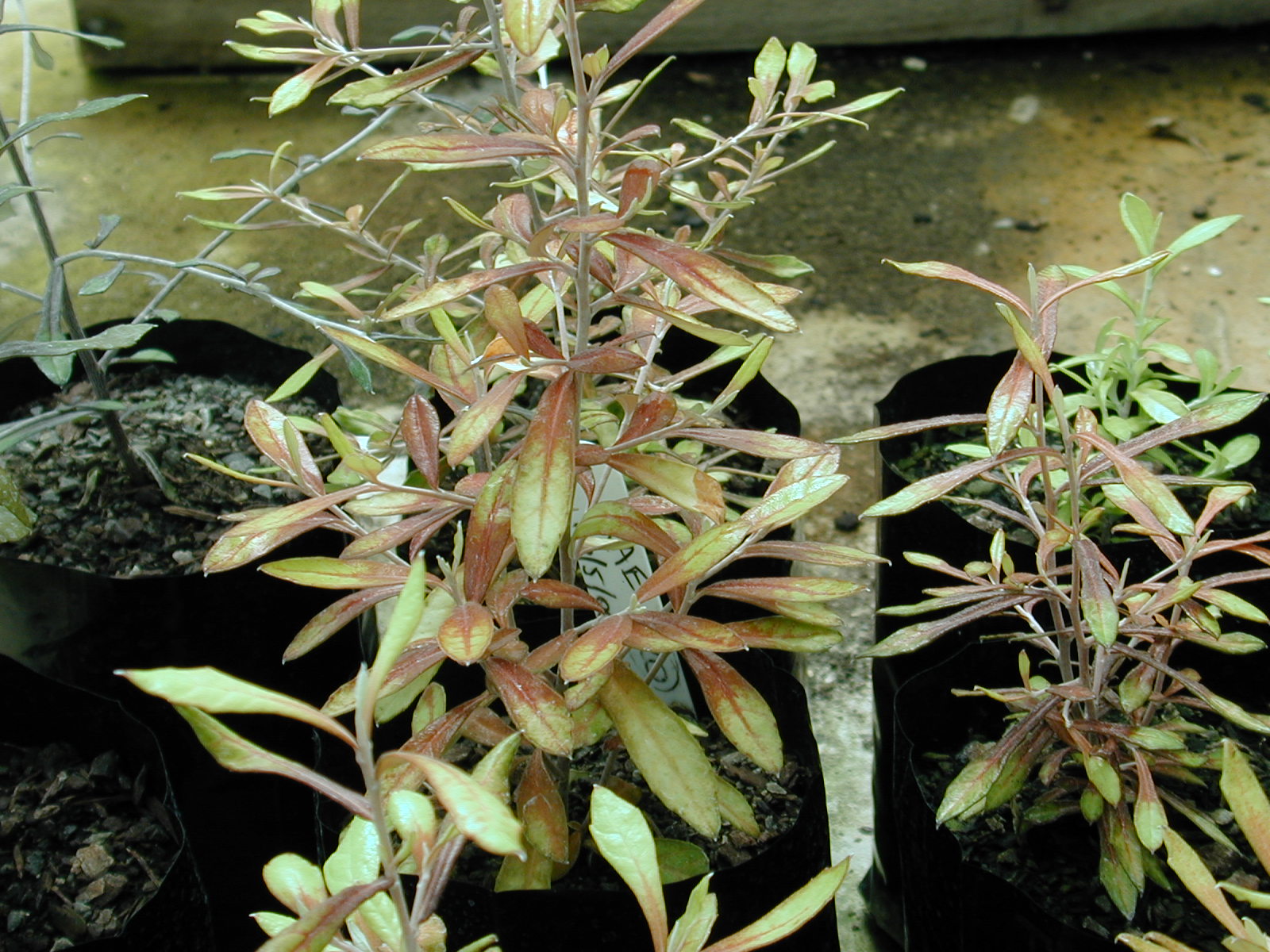 Corokia cultivar assessment 2