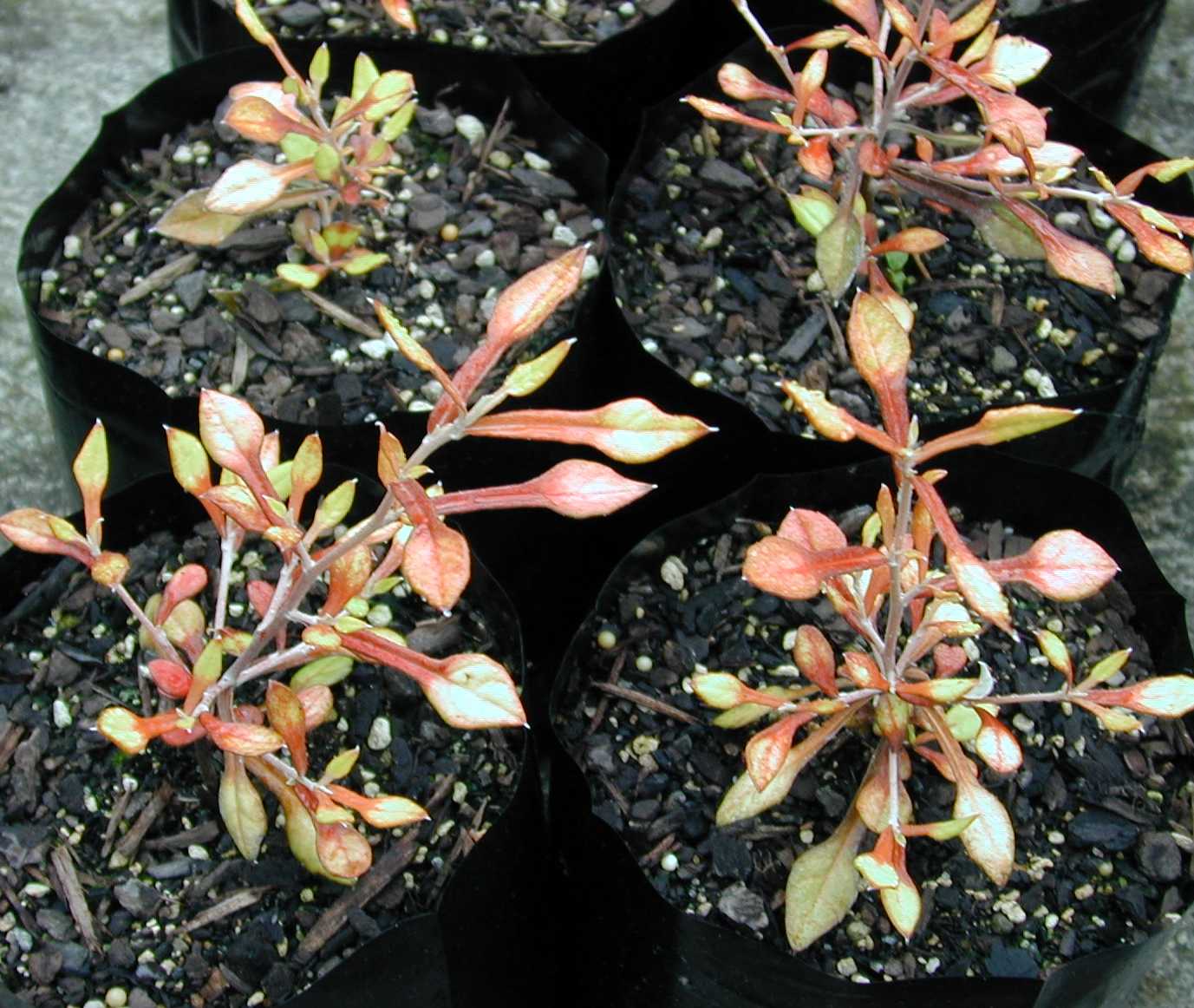 Corokia cultivar assessment 3