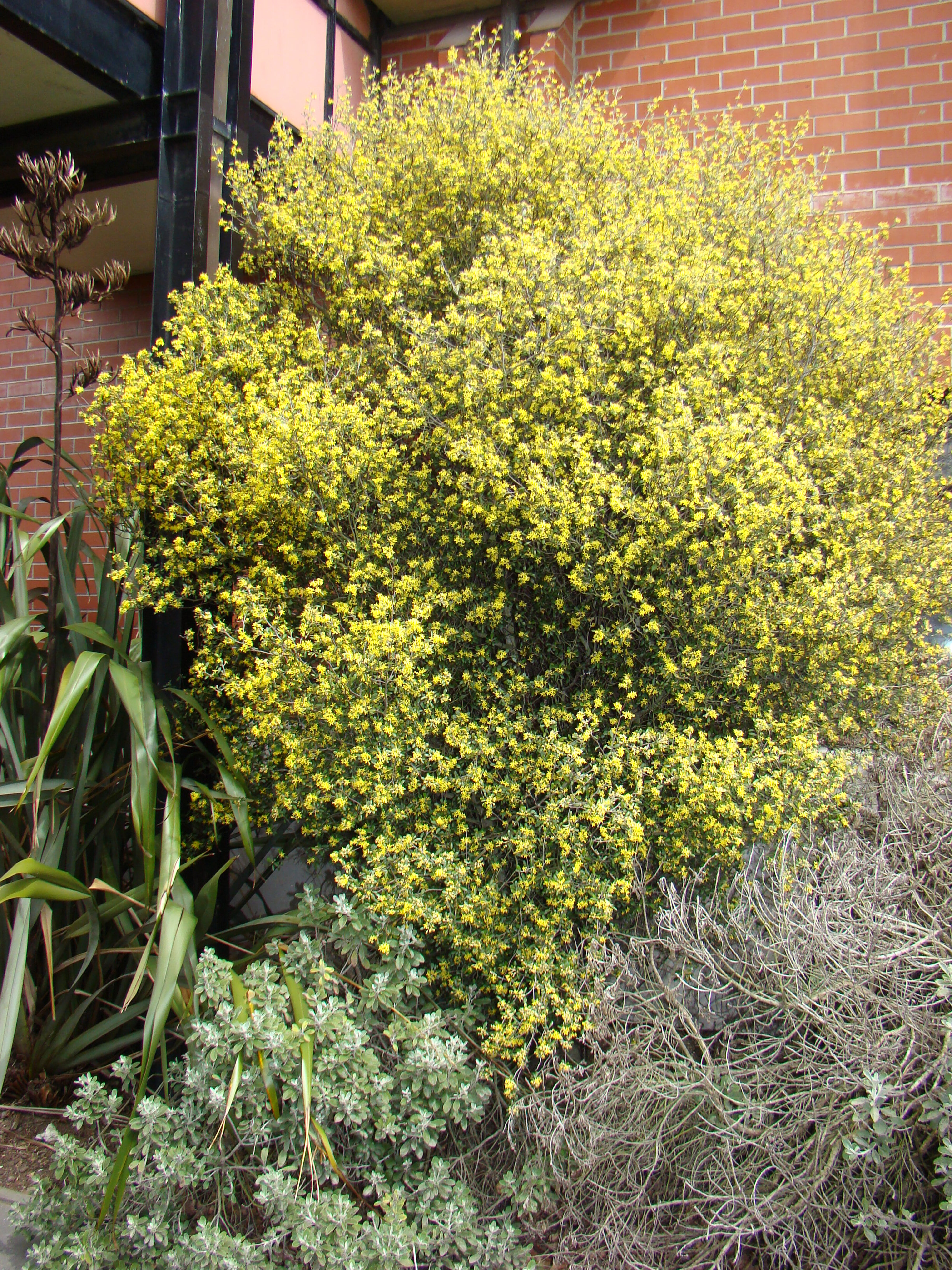 Corokia x virgata 1
