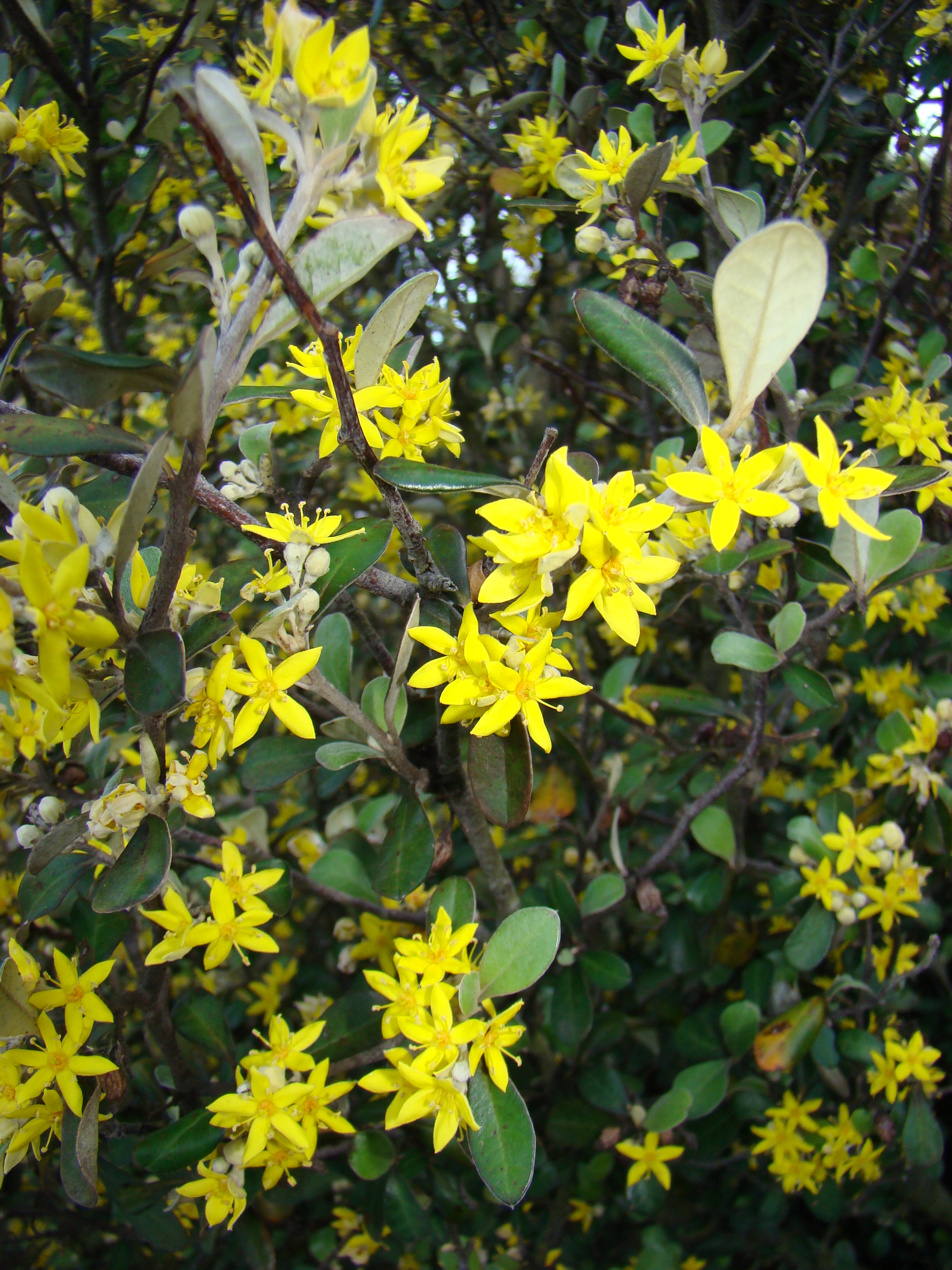 Corokia x virgata 2