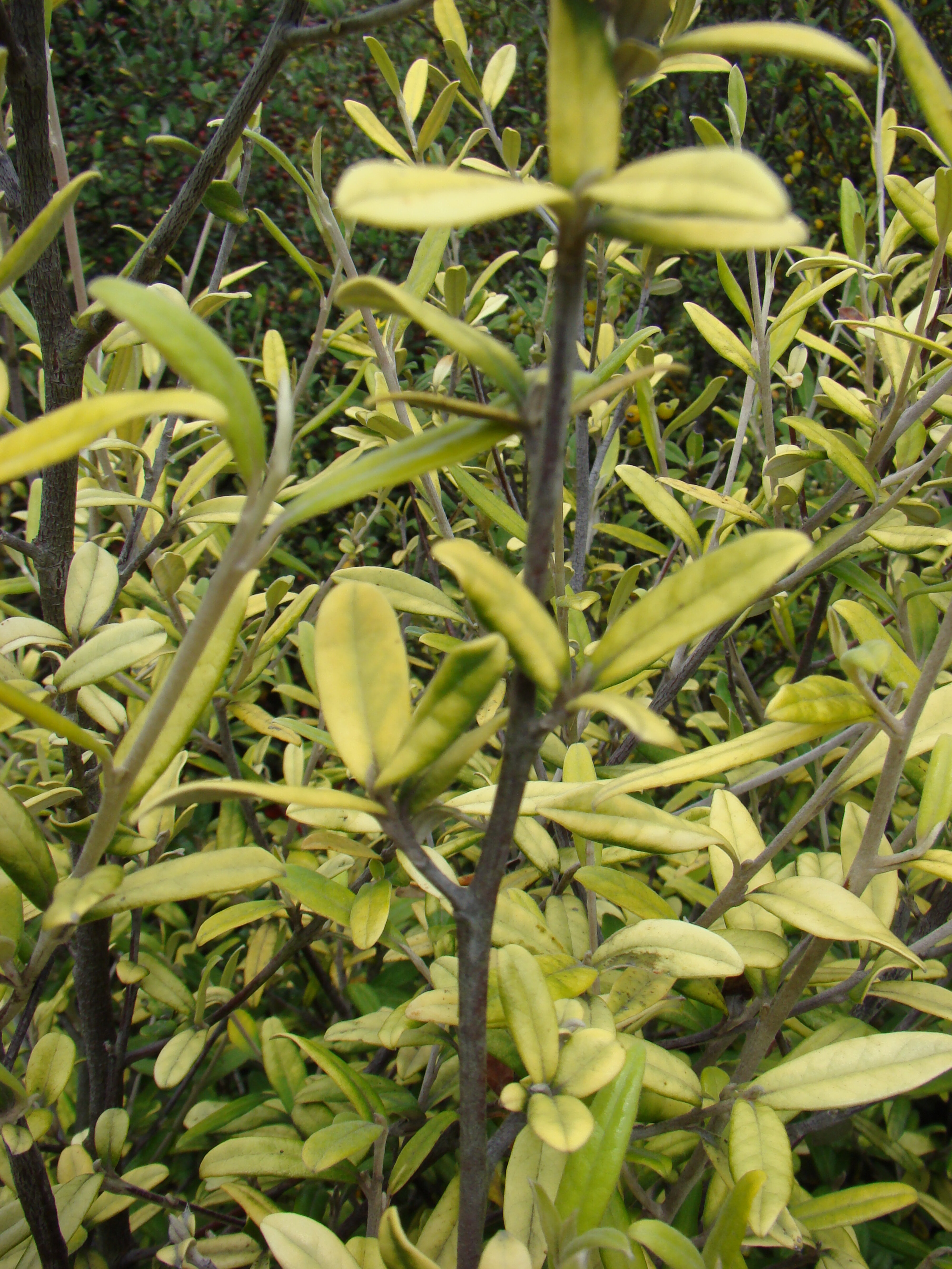 Corokia x virgata 3