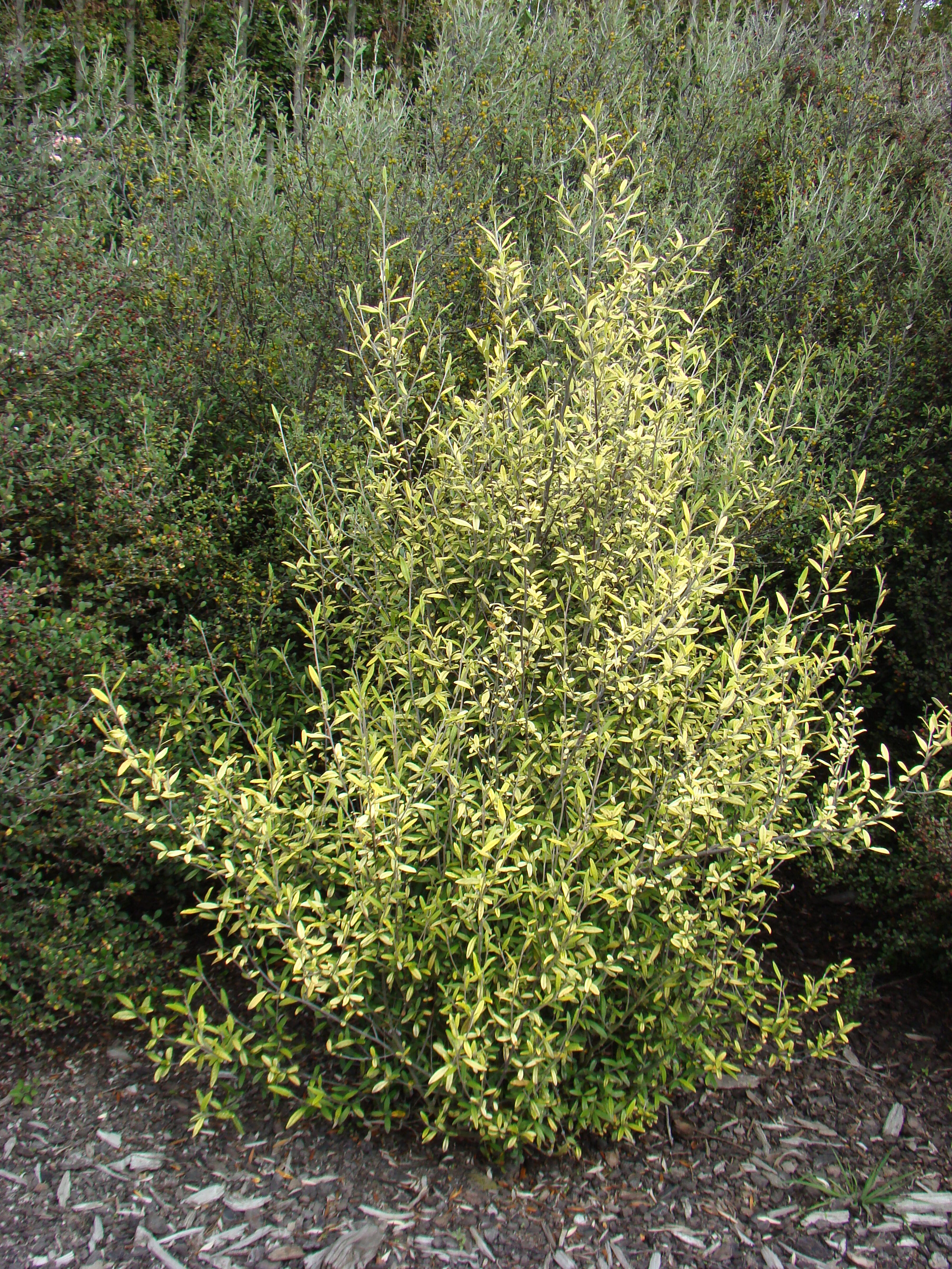 Corokia x virgata 4