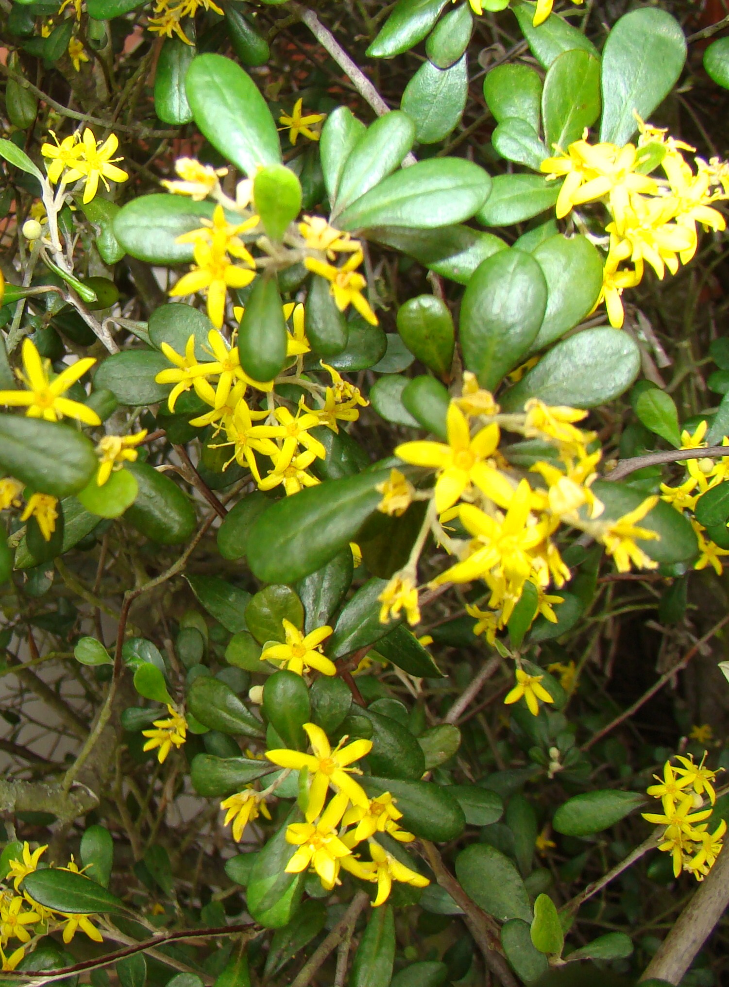 Corokia x virgata 5
