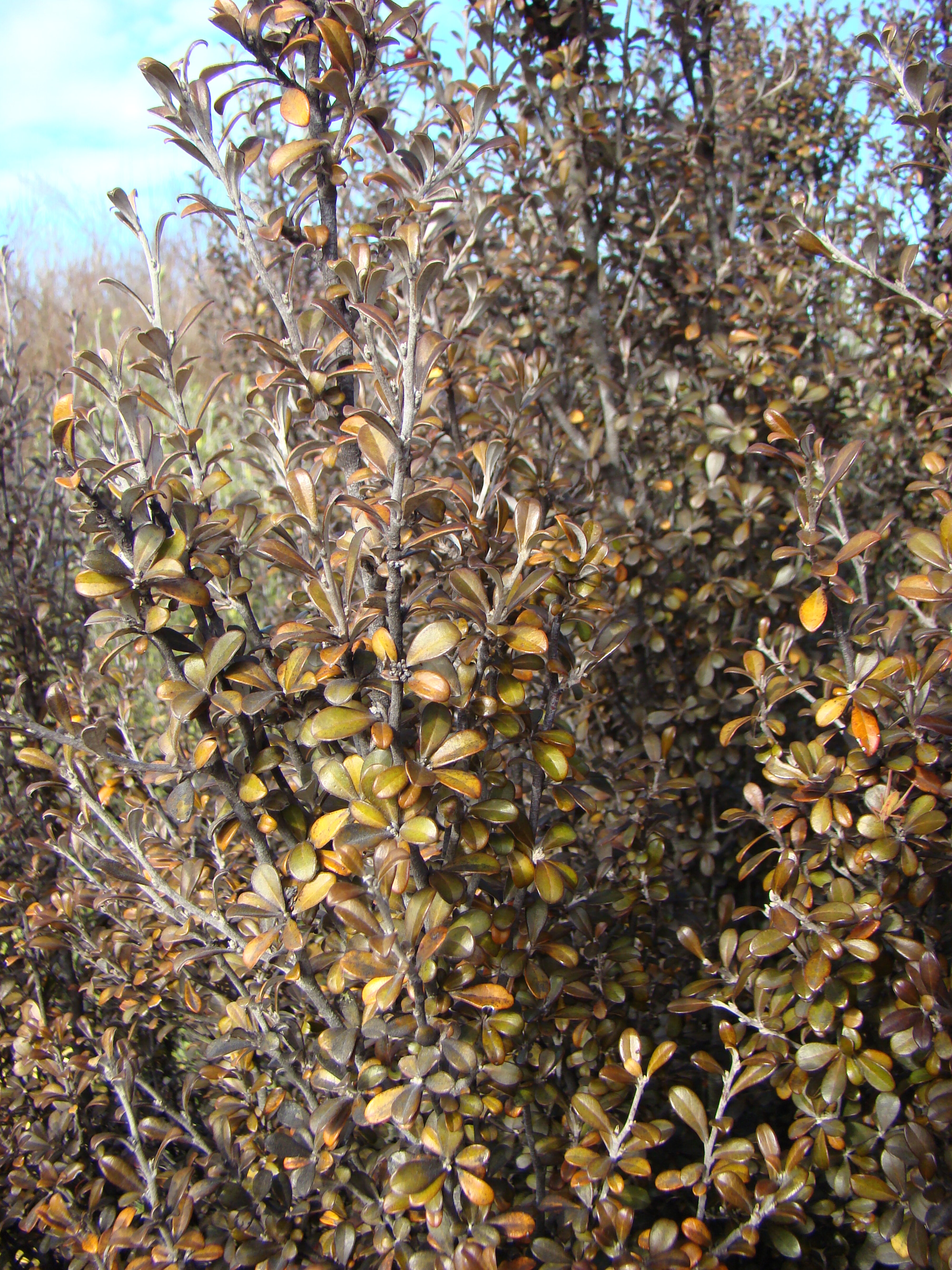 Corokia x virgata Bronze Amarea