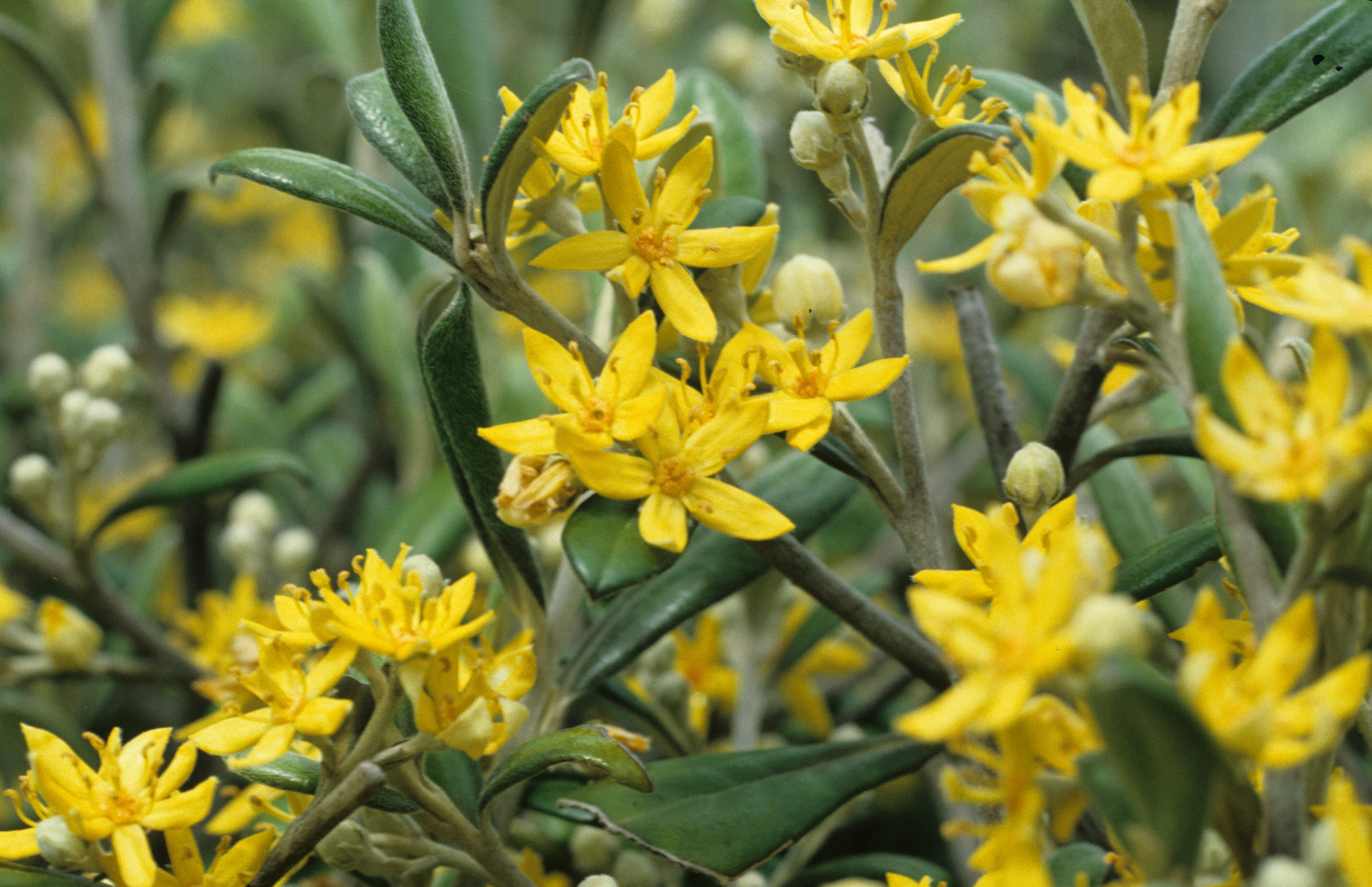 Corokia x virgata Cheesemanii